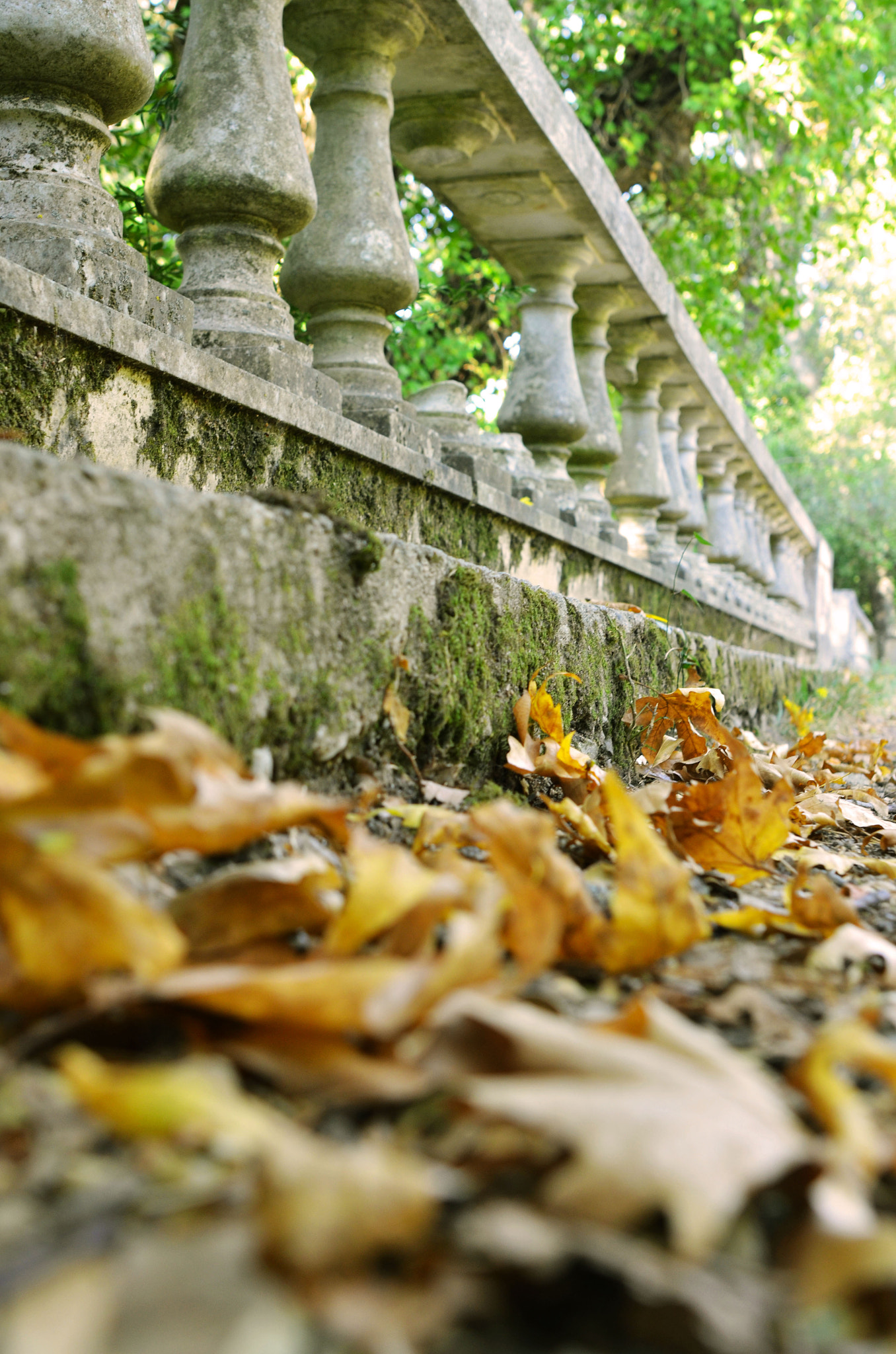 Nikon D7000 + Sigma 24mm F1.8 EX DG Aspherical Macro sample photo. Autumn is here photography