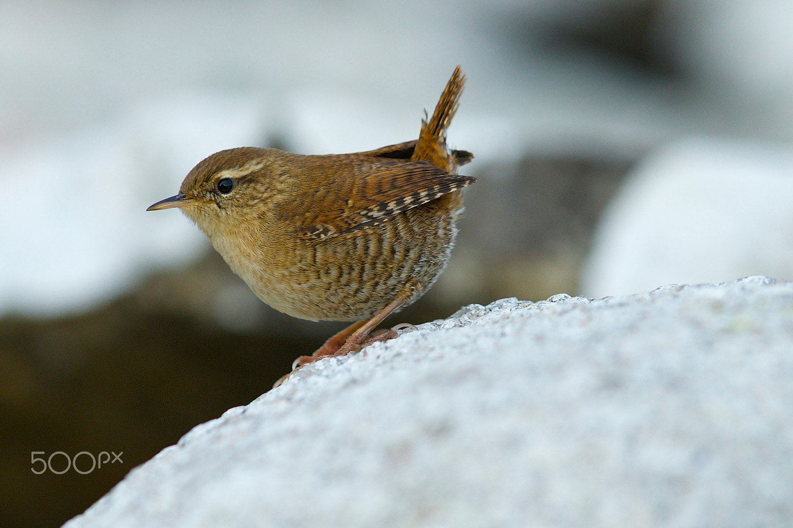 Canon EF 400mm F2.8L IS II USM sample photo. Wren photography