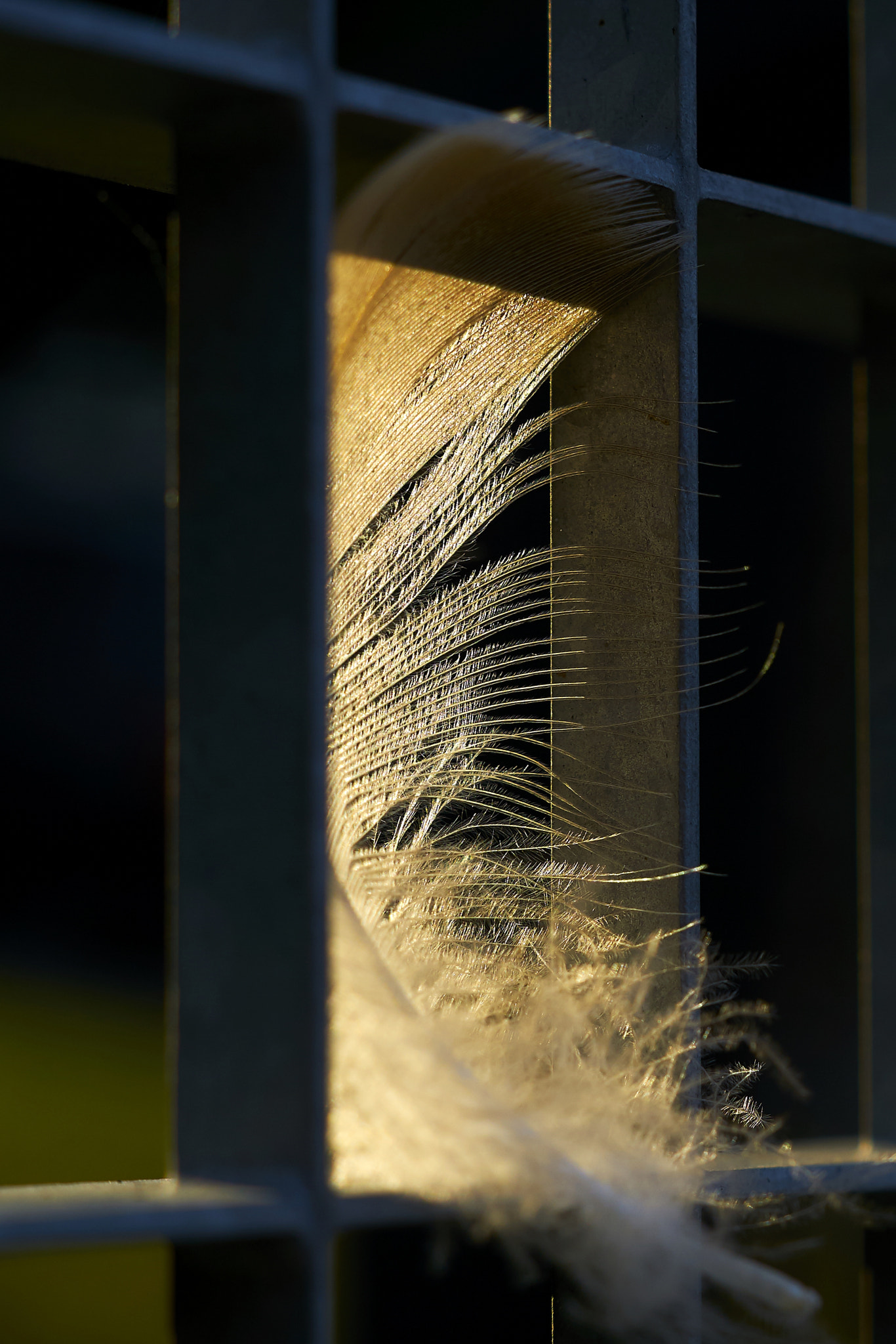 Sony ILCA-77M2 sample photo. Feather at sunset photography