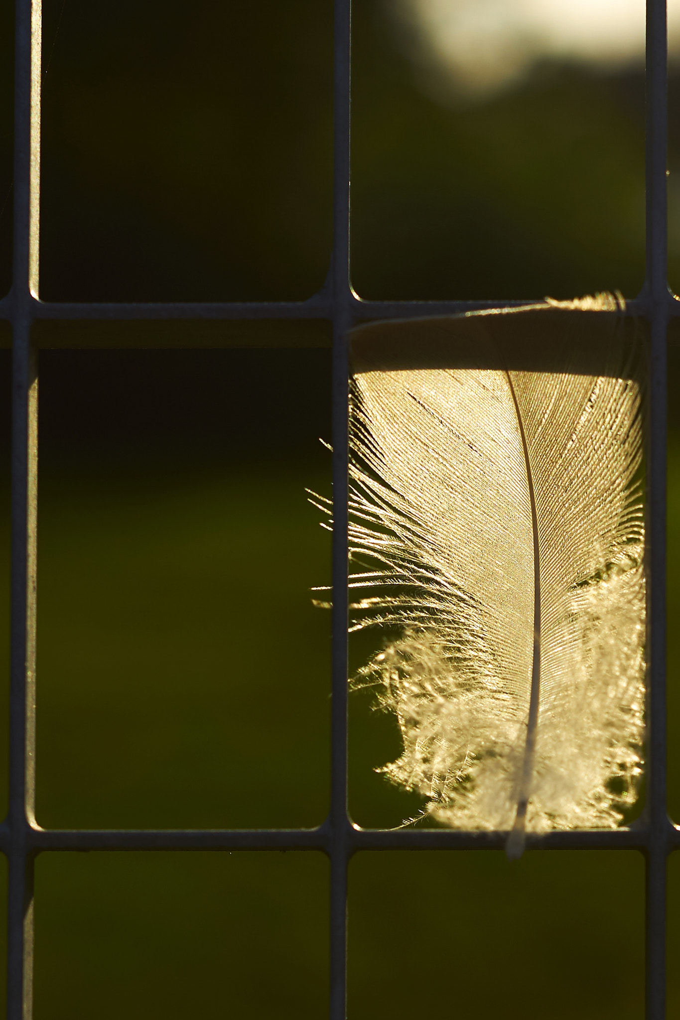 Sony ILCA-77M2 sample photo. Feather at sunset photography