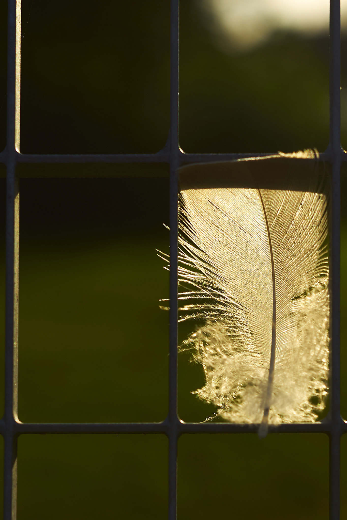Sony ILCA-77M2 + Sony DT 50mm F1.8 SAM sample photo. Feather at sunset photography