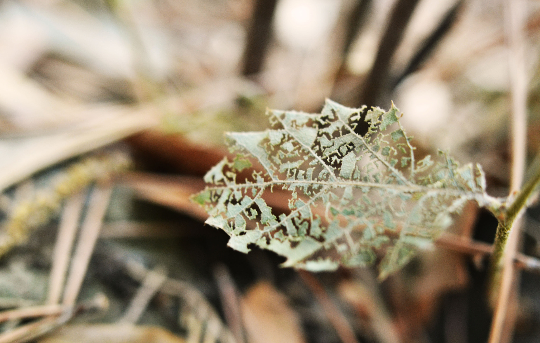 Sigma 24mm F1.8 EX DG Aspherical Macro sample photo. Season is ending photography