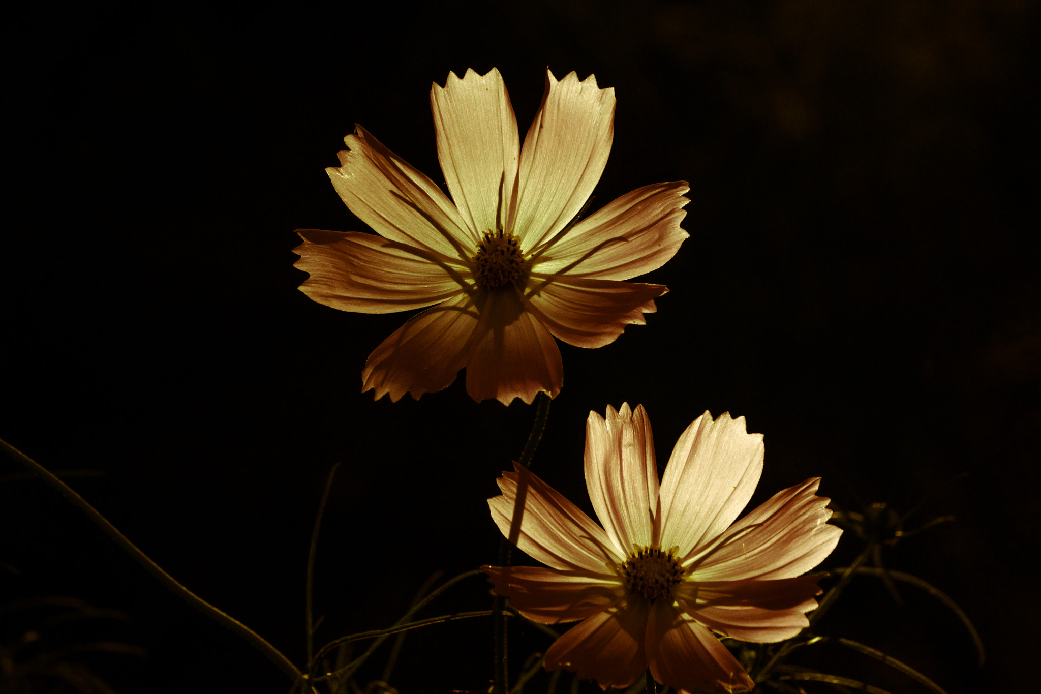Sony DT 55-200mm F4-5.6 SAM sample photo. Cosmos photography