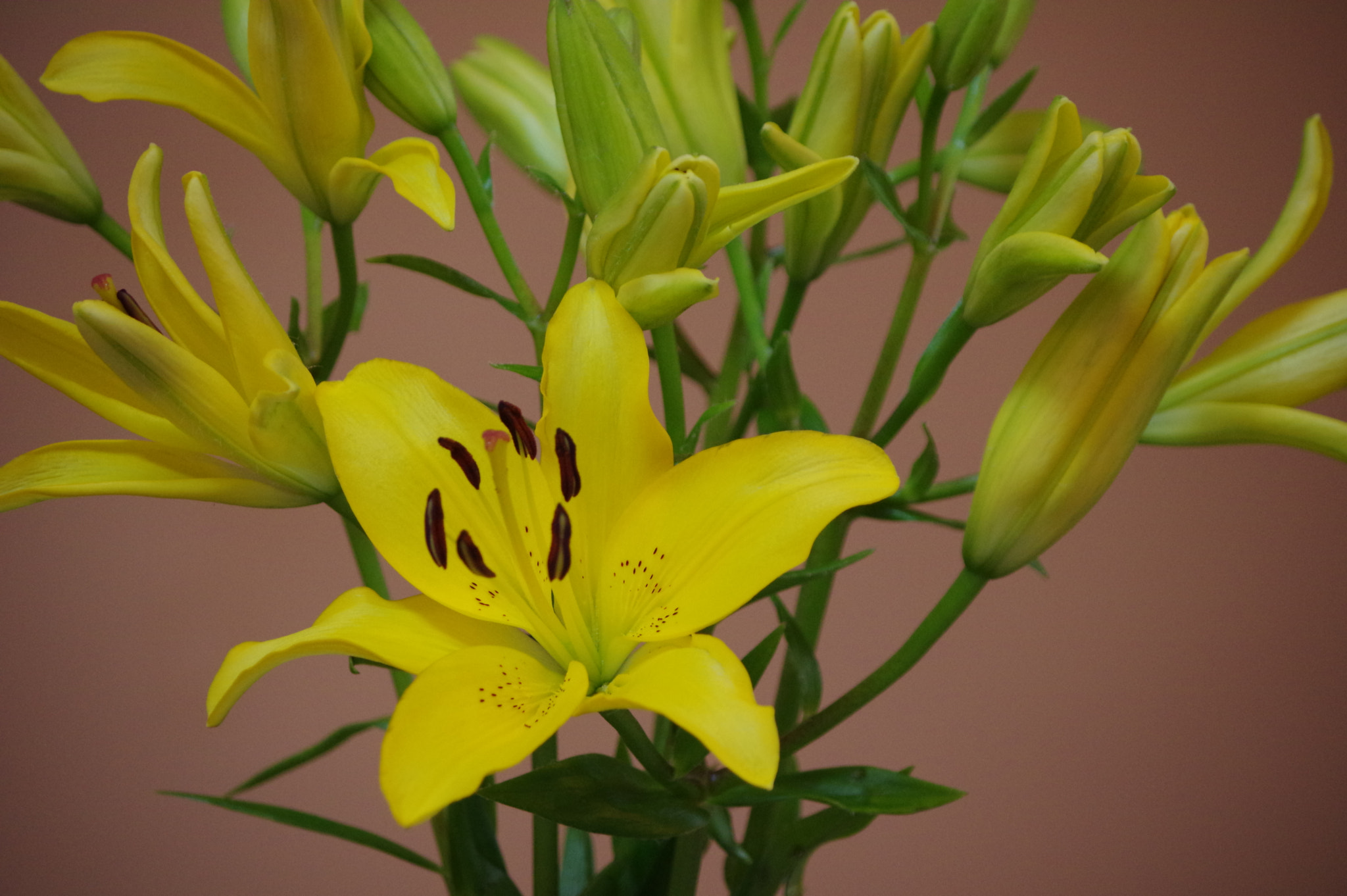 smc PENTAX-DA L 50-200mm F4-5.6 ED sample photo. Lily photography