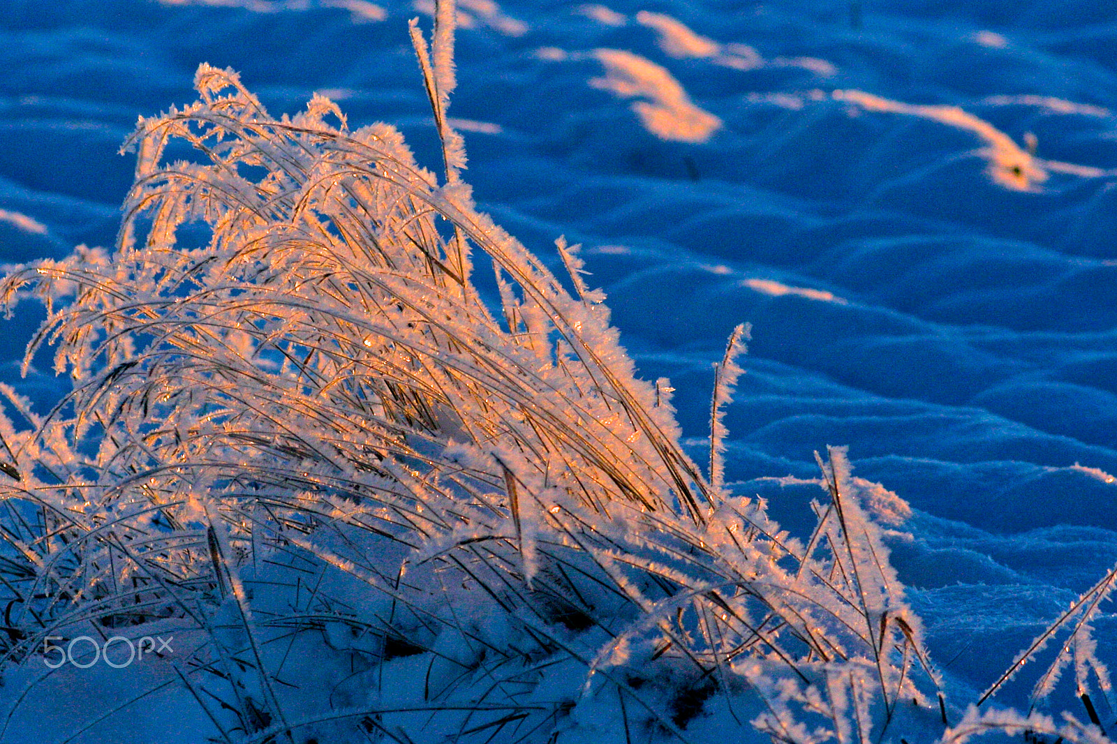 Canon EOS 400D (EOS Digital Rebel XTi / EOS Kiss Digital X) sample photo. Frozen grass photography
