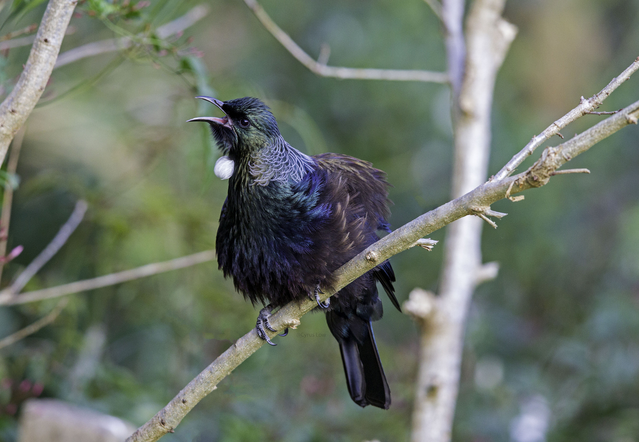 Canon EF 600mm F4L IS II USM sample photo. Tui photography