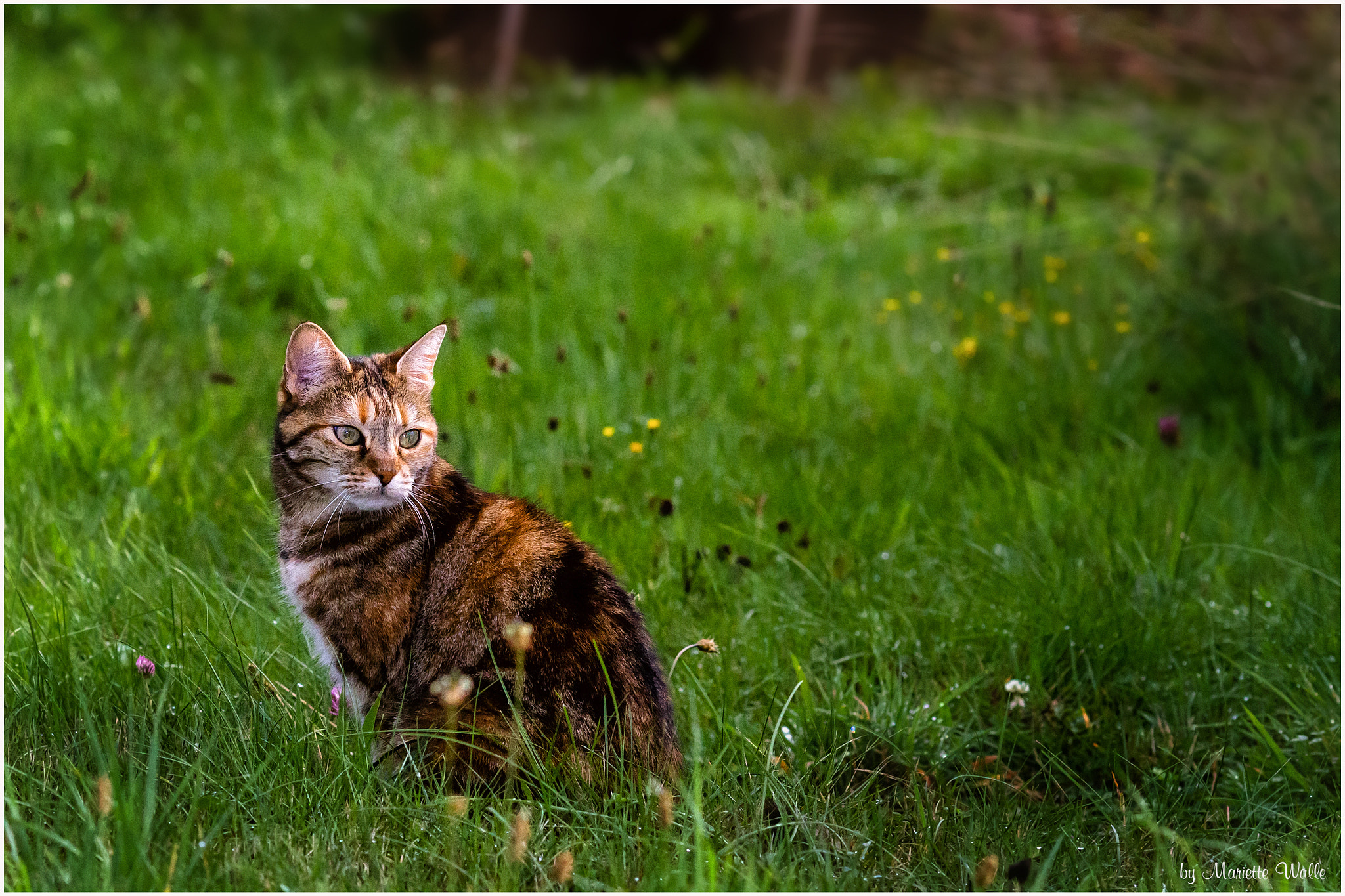 Canon EOS 7D + Canon EF 135mm F2L USM sample photo. A cat in our garden photography