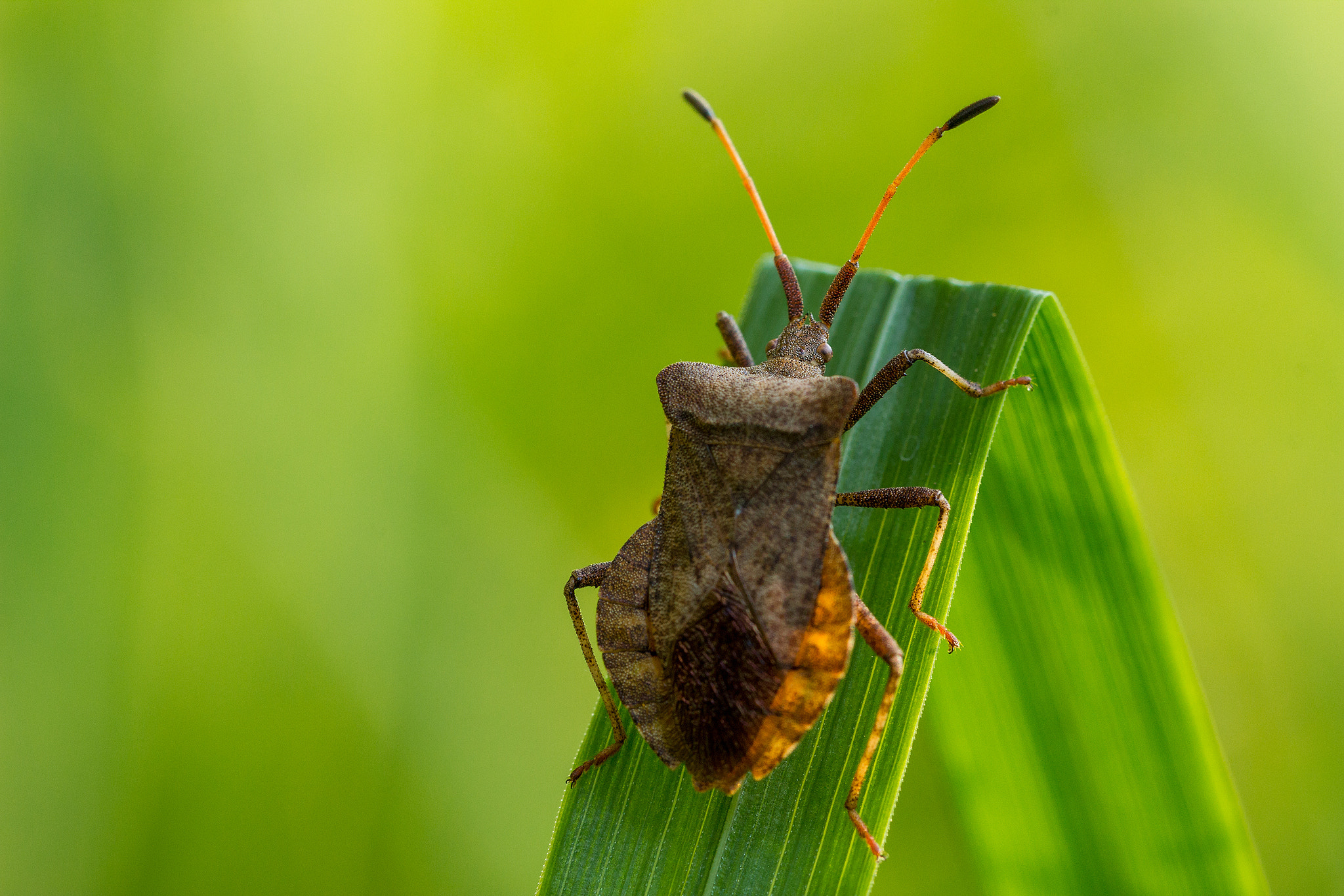 Canon EF 100mm F2.8L Macro IS USM sample photo. Coreus marginatus lederwanze photography