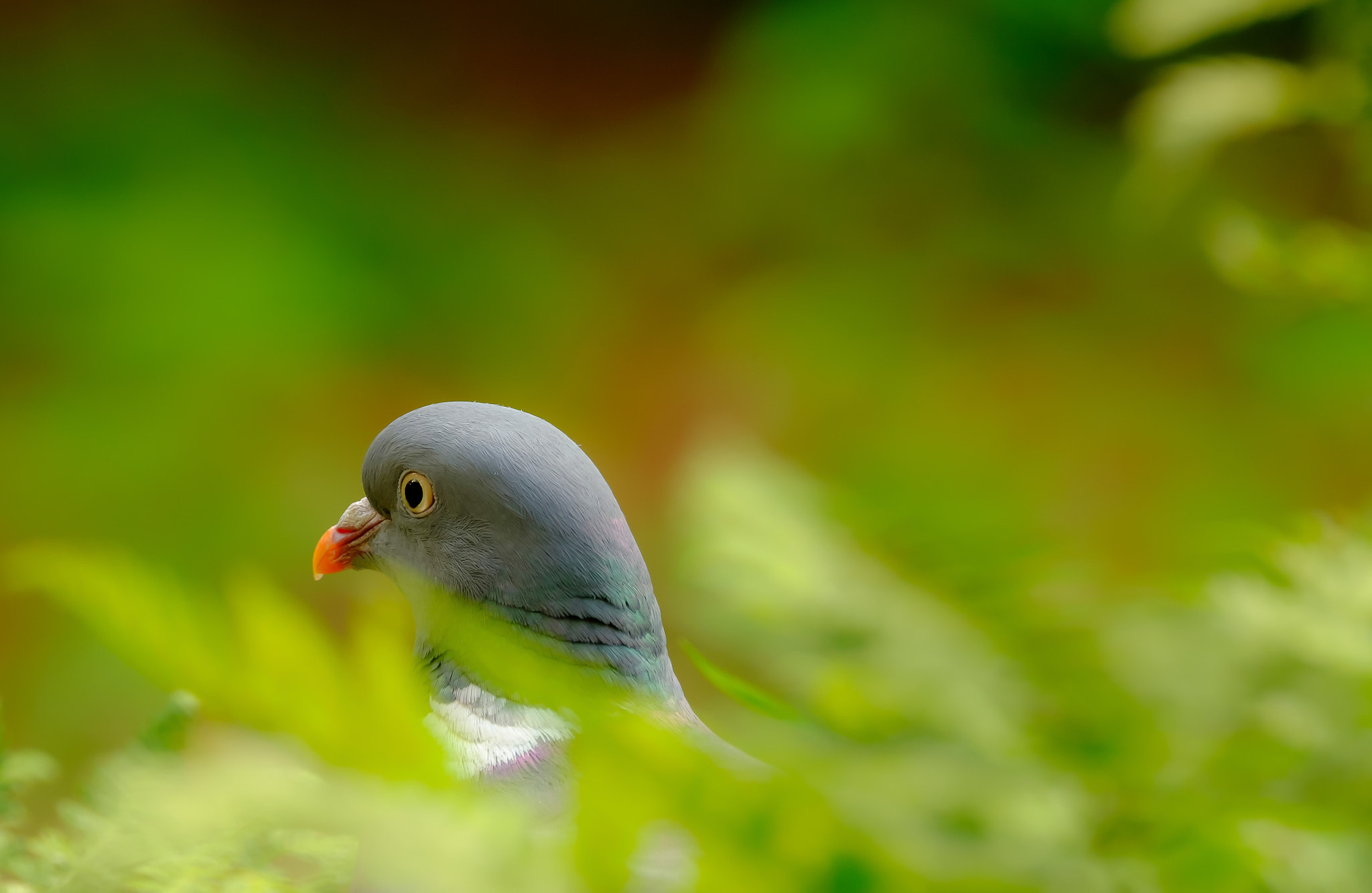 Fujifilm XF 100-400mm F4.5-5.6 R LM OIS WR sample photo. Dscf7742-2.jpg photography