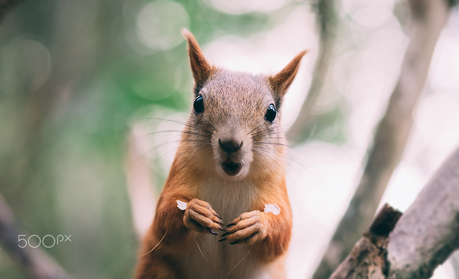 Fujifilm X-E2 + Fujifilm XF 60mm F2.4 R Macro sample photo. Surprised red  funny squirrel at autumn forest photography