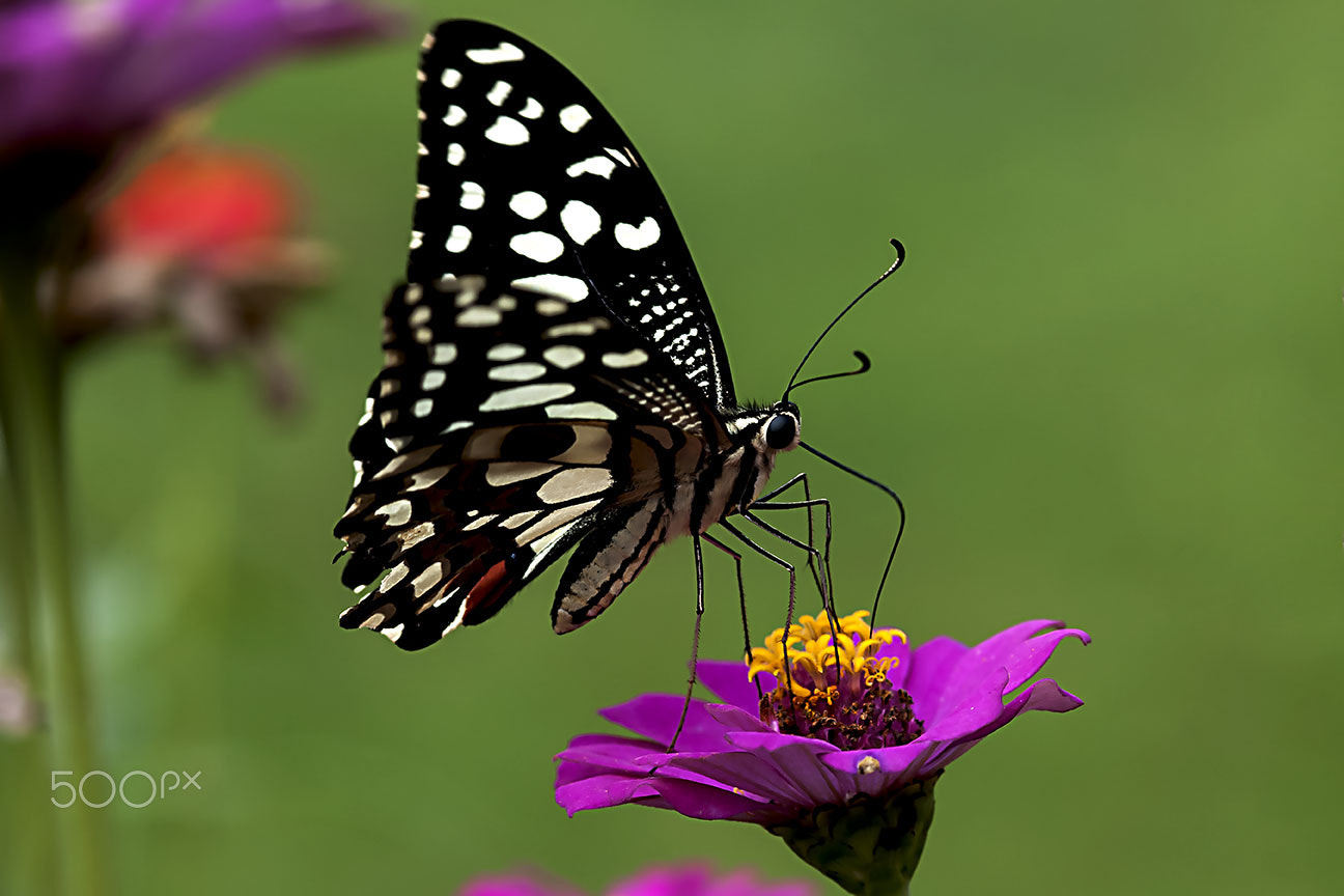 Nikon D80 + Nikon AF-S Micro-Nikkor 105mm F2.8G IF-ED VR sample photo. Butterfly photography