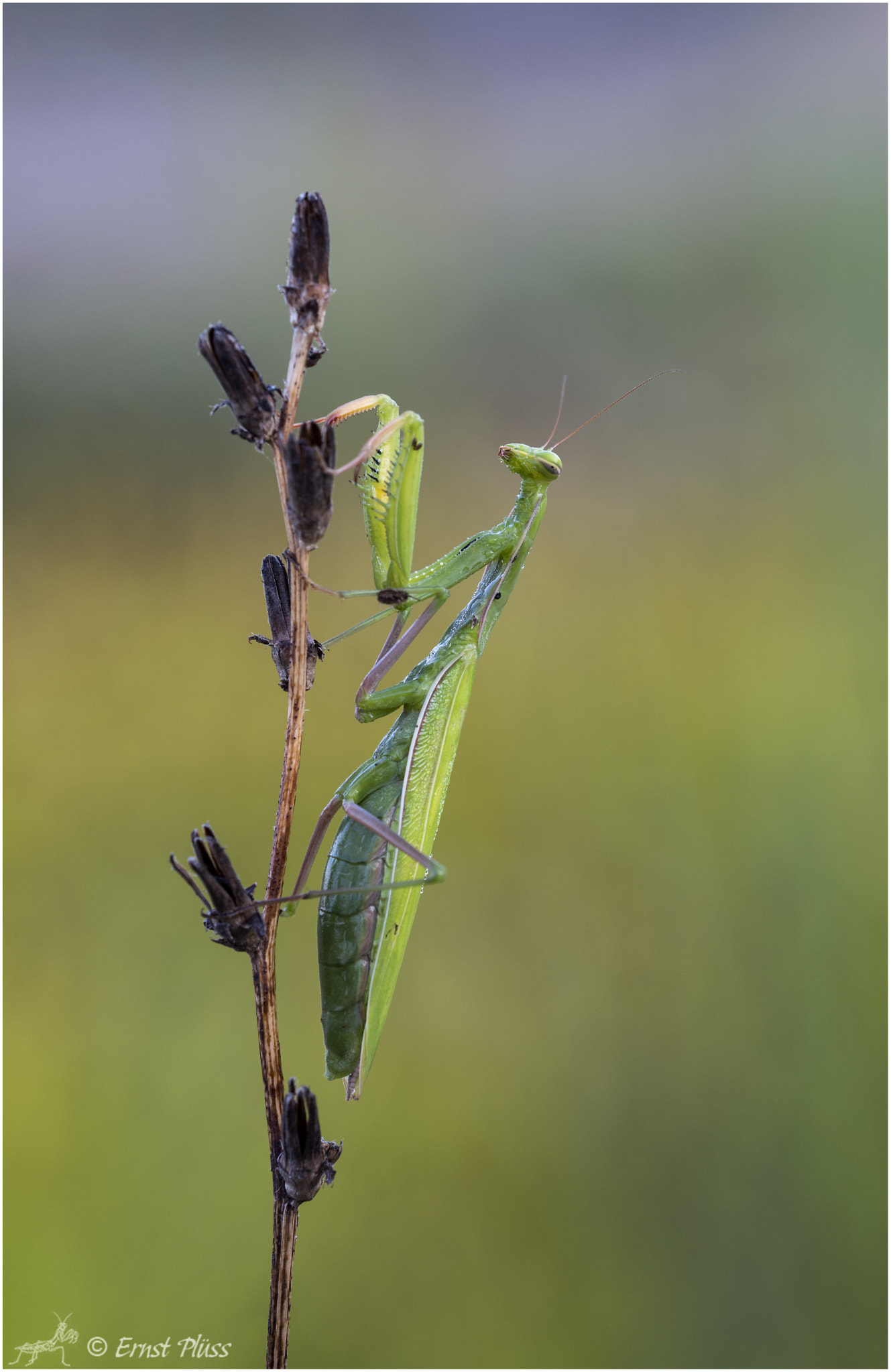 Sigma 150mm F2.8 EX DG OS Macro HSM sample photo. Mantis religiosa - female photography