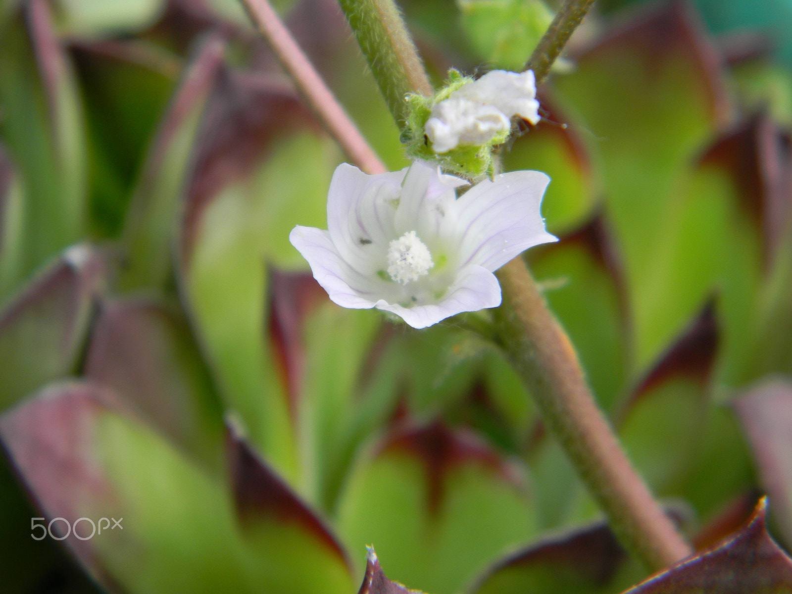 Nikon COOLPIX L105 sample photo. Blooming white photography