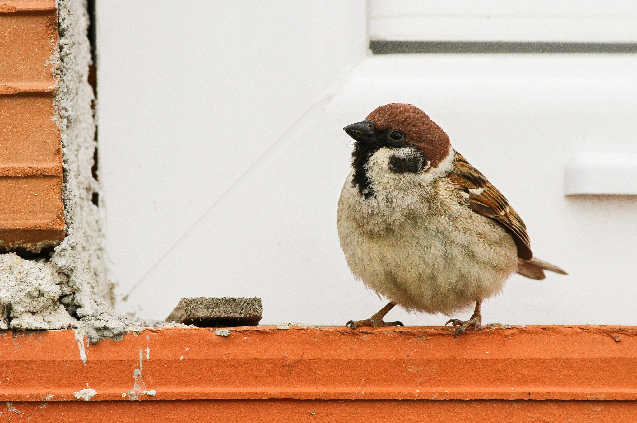 Canon EOS 7D + Canon EF 400mm F5.6L USM sample photo. Eurasian tree sparrow photography