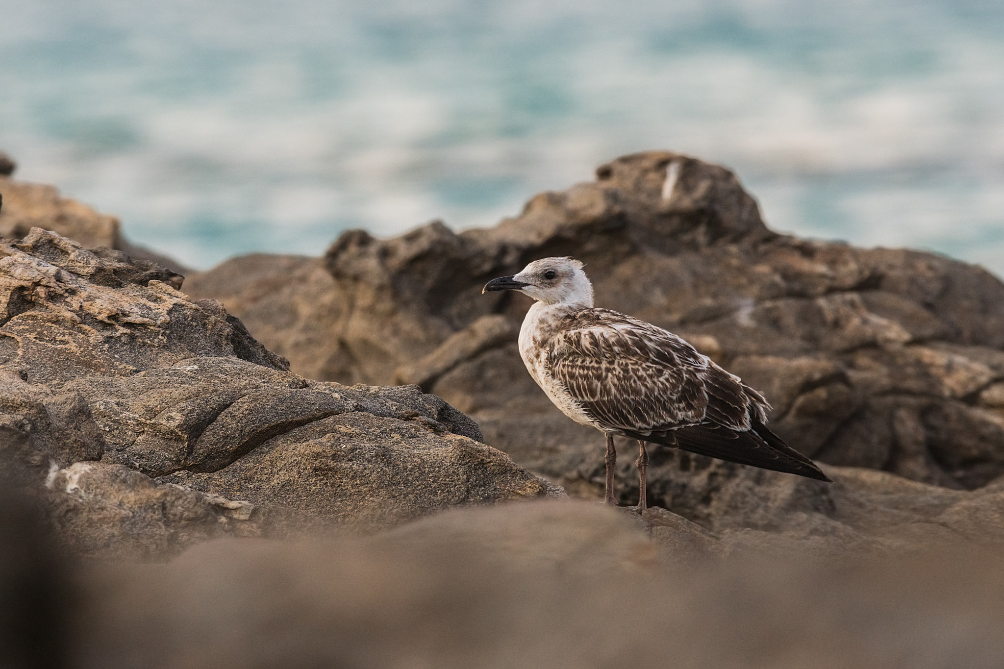 Sony ILCA-77M2 + Sony 300mm F2.8 G SSM II sample photo. Larus michahellis photography