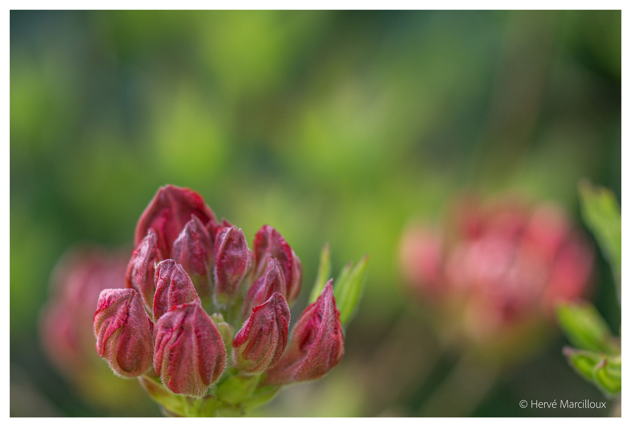 Sony SLT-A77 + 105mm F2.8 sample photo. Colors photography