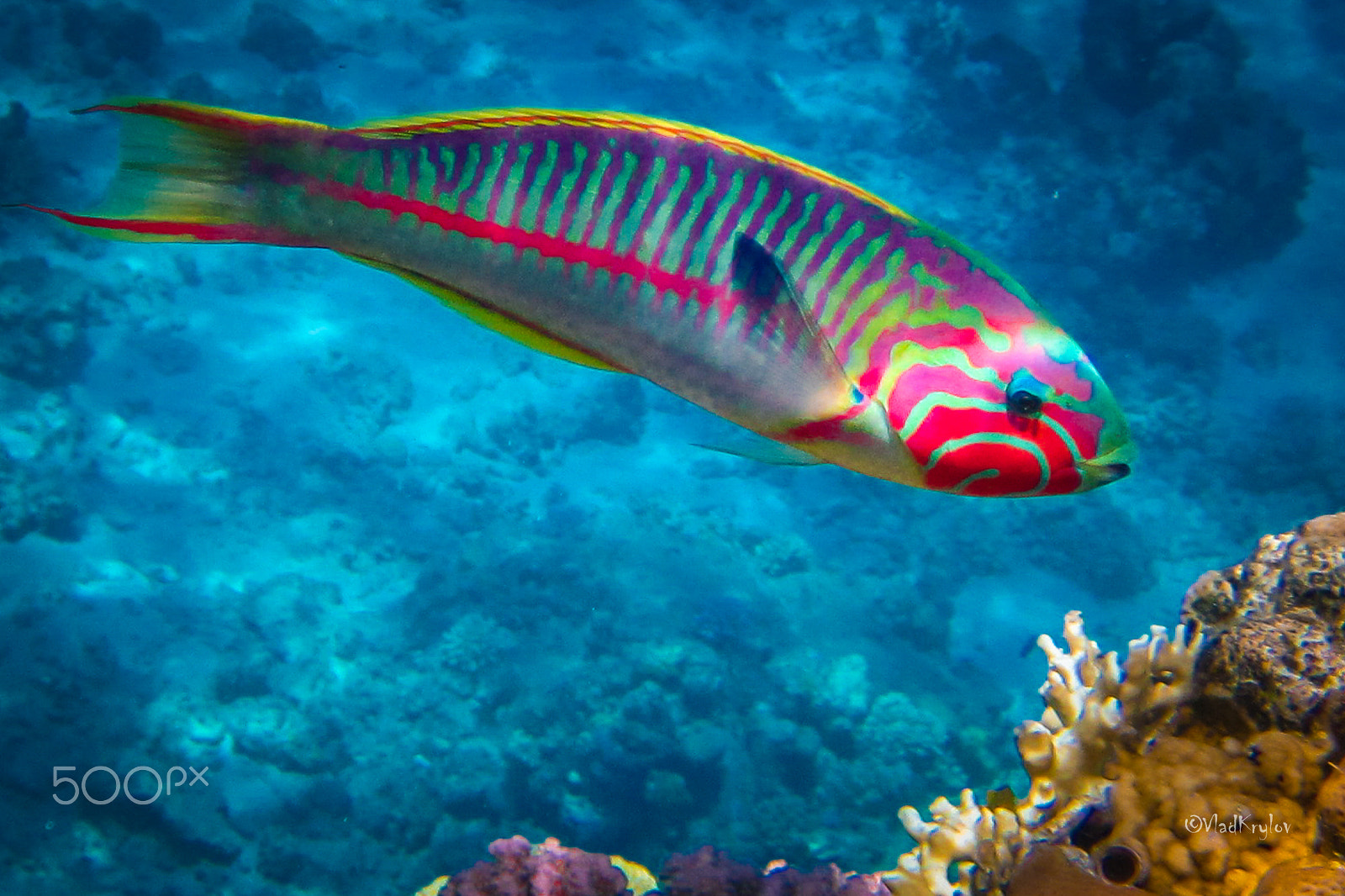 Canon PowerShot D10 sample photo. Red sea underwater. photography