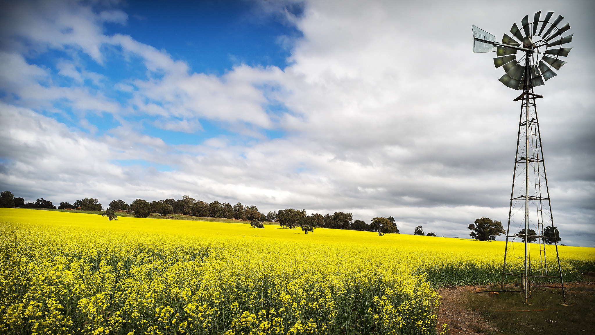 Nikon D4 + Nikon AF Nikkor 24mm F2.8D sample photo. " canola " photography