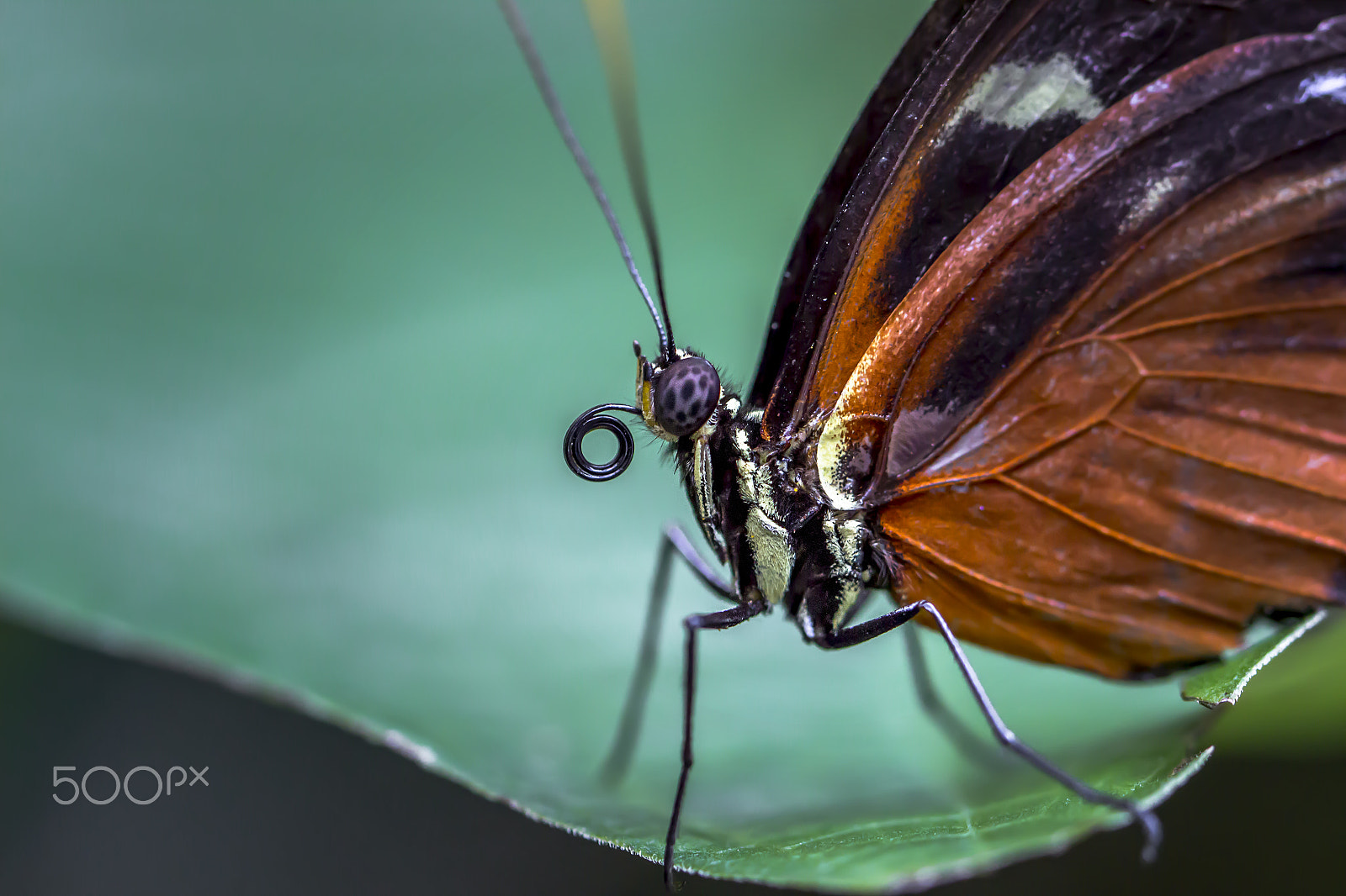 Canon EOS 700D (EOS Rebel T5i / EOS Kiss X7i) + Canon EF 100mm F2.8L Macro IS USM sample photo. Butterfly photography