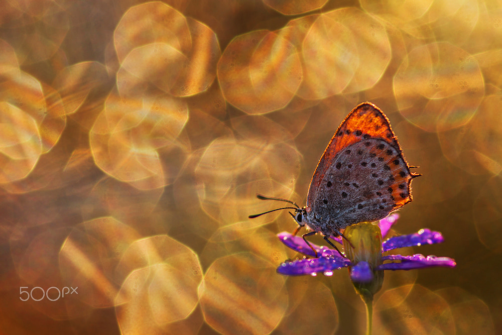 Sigma 105mm F2.8 EX DG Macro sample photo. Dawn miracle photography