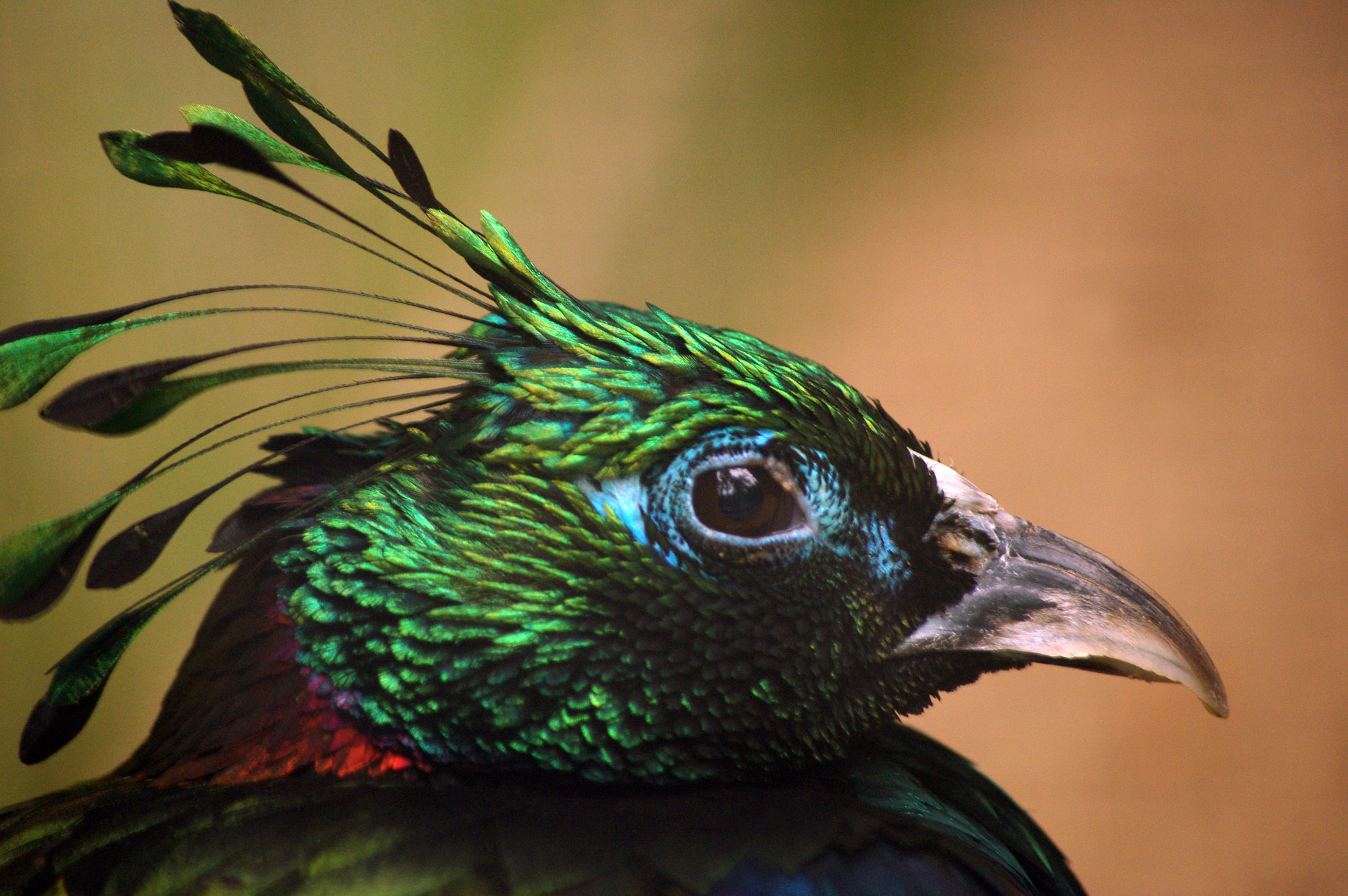 Pentax smc DA 55-300mm F4.0-5.8 ED sample photo. Bird photography