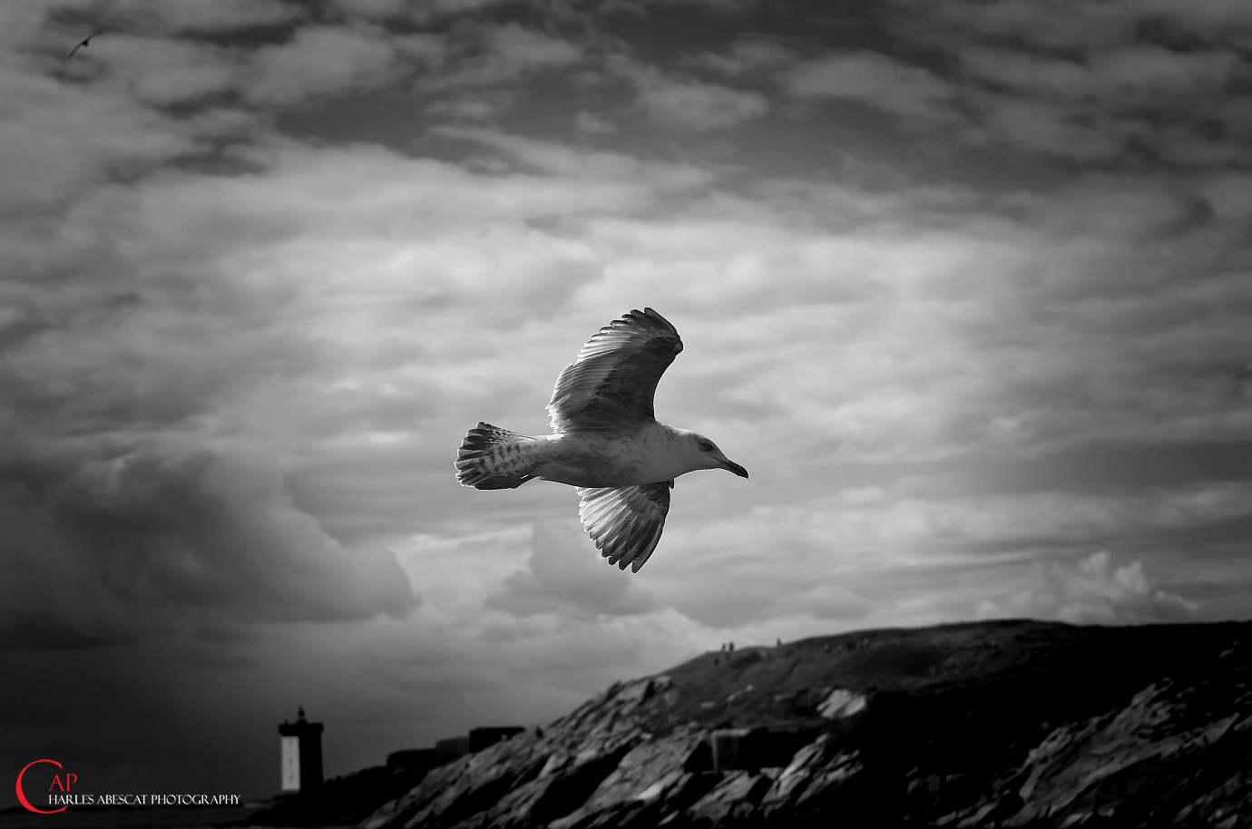 Tamron AF 28-75mm F2.8 XR Di LD Aspherical (IF) sample photo. Oiseau de mer photography