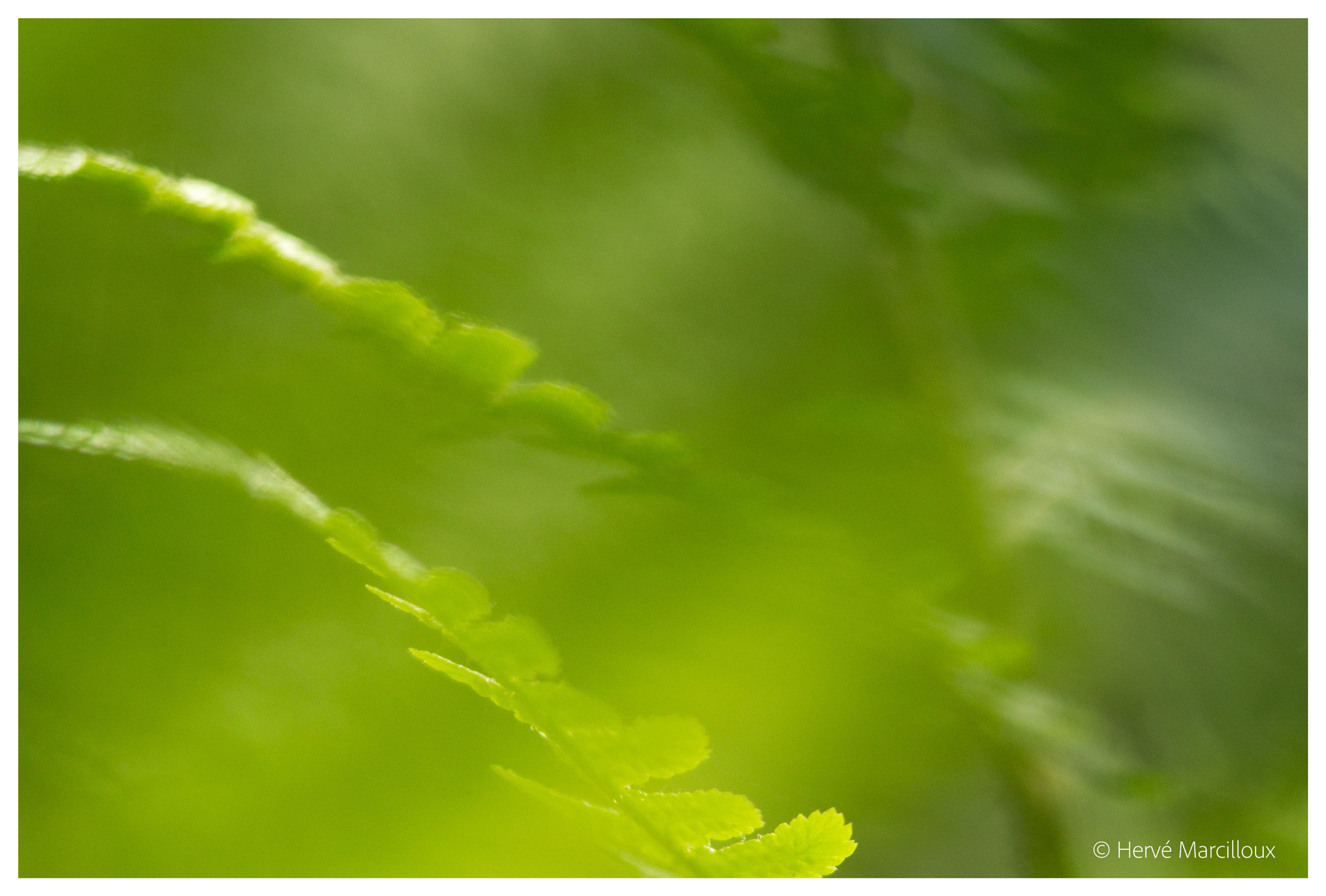 Sony SLT-A77 + 105mm F2.8 sample photo. Ferns photography