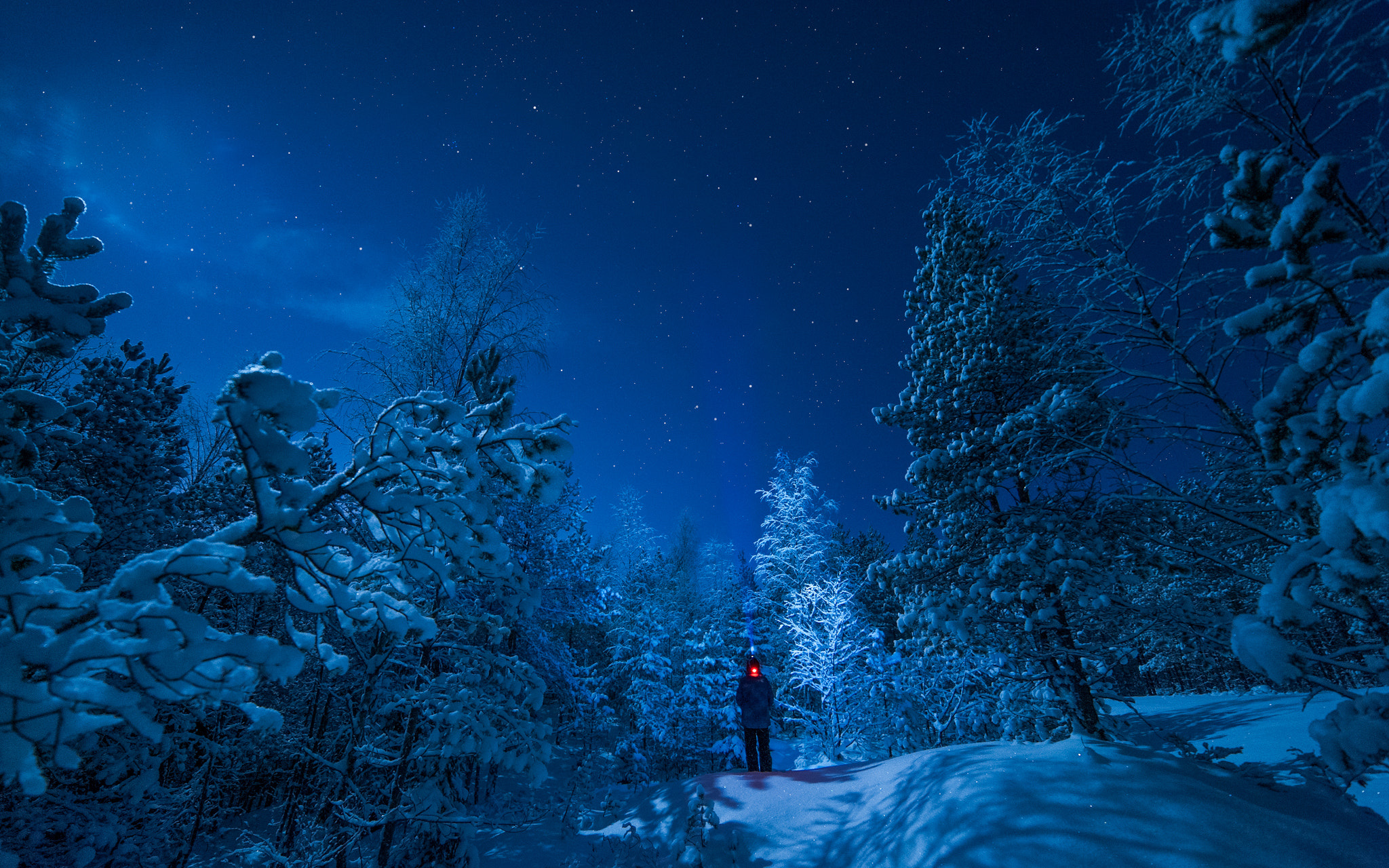 Nikon D3 sample photo. Winter forest photography