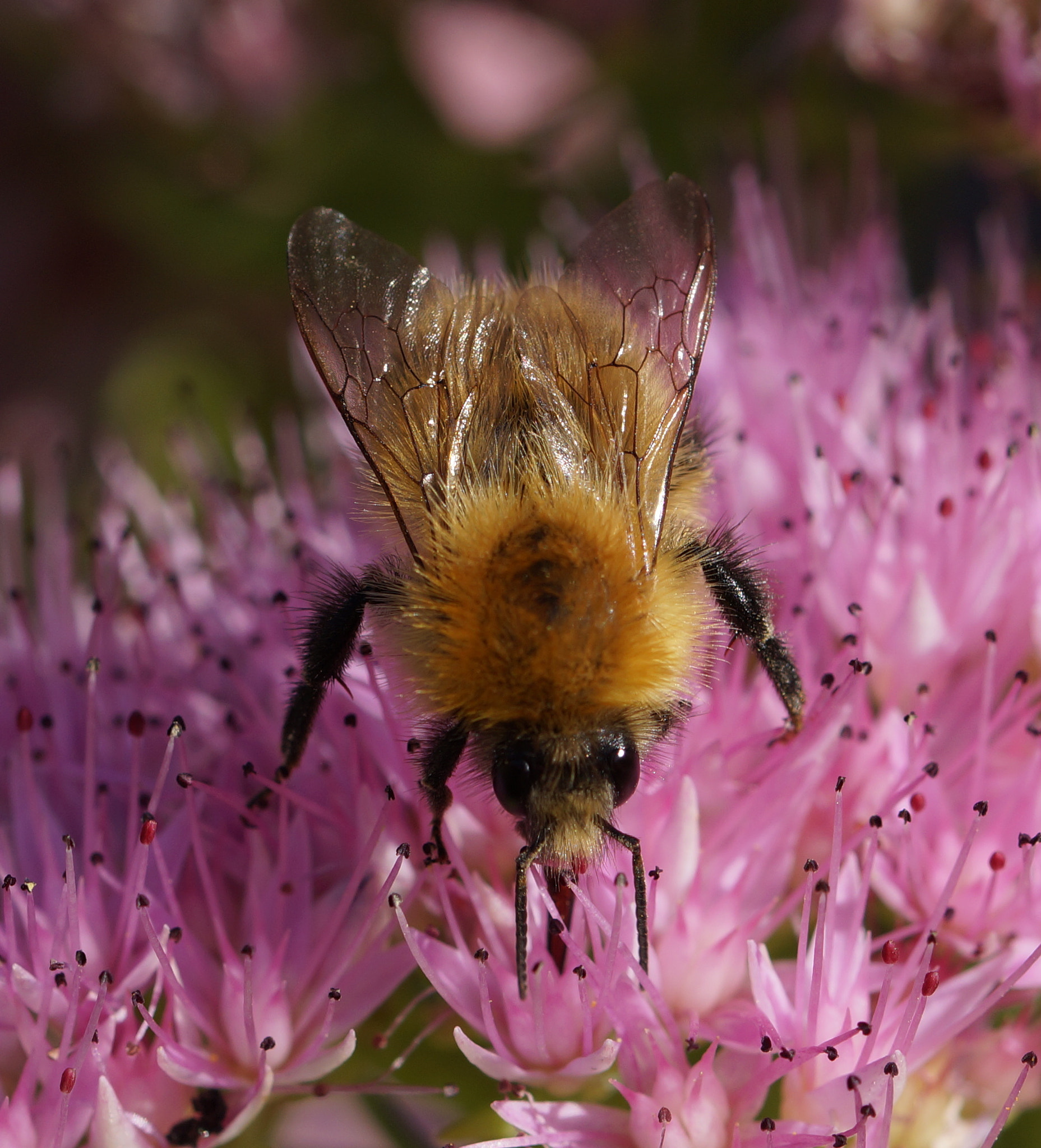 Sony SLT-A58 + 90mm F2.8 Macro SSM sample photo. Busy bee photography