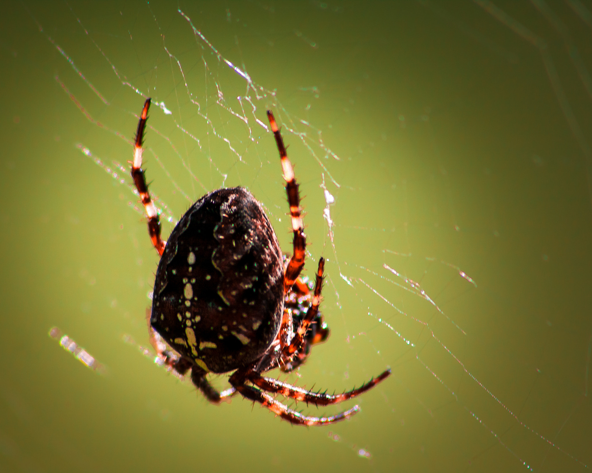 Sigma 70-300mm F4-5.6 APO DG Macro sample photo. Kruisspin photography
