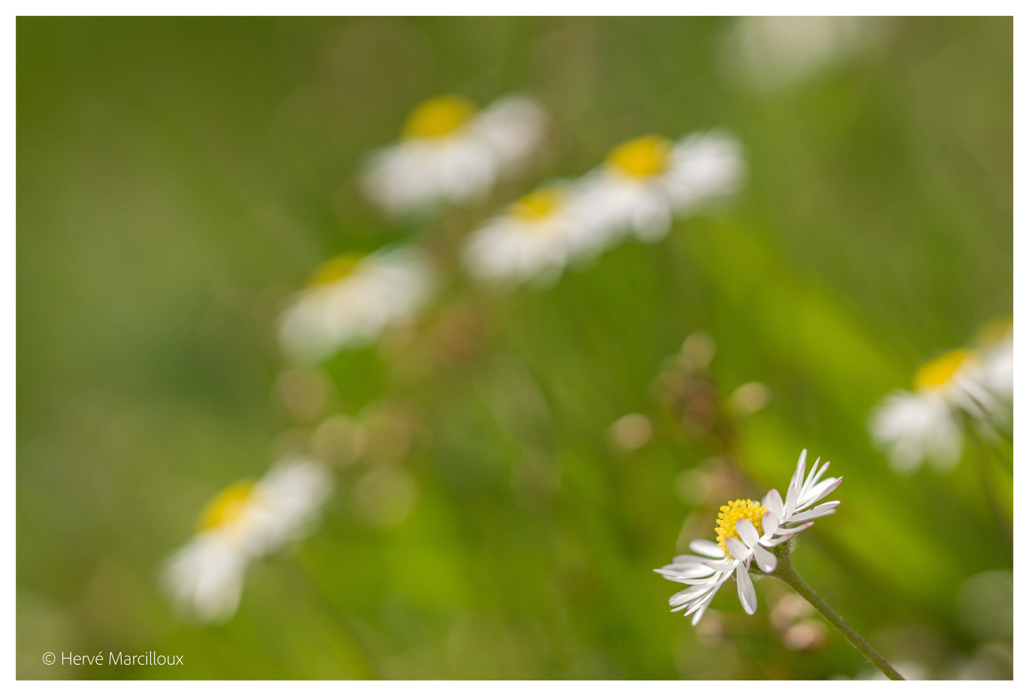 Sony SLT-A77 + 105mm F2.8 sample photo. Daisy flowers photography