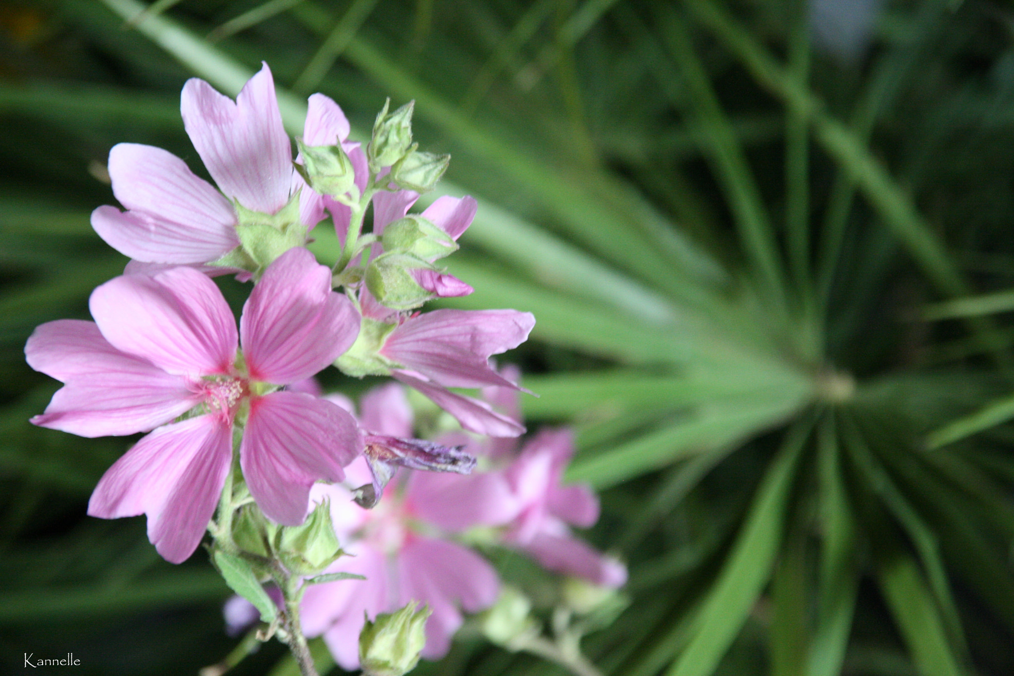 Sigma 18-125mm f/3.5-5.6 DC IF ASP sample photo. Flower photography
