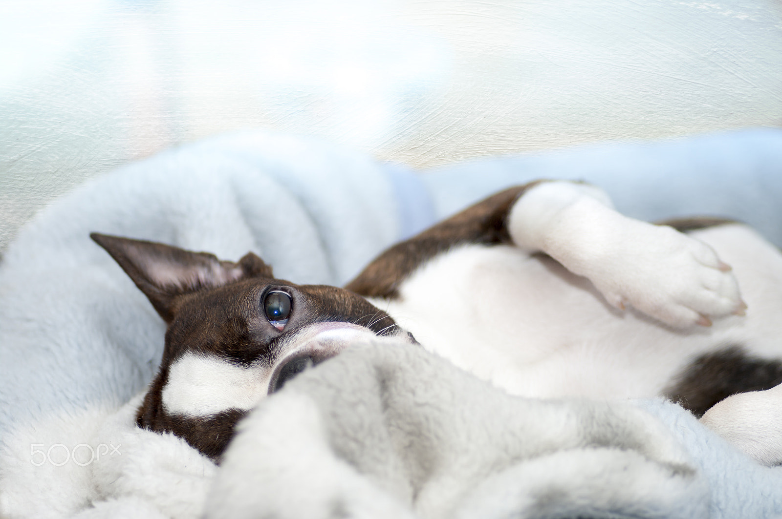 Pentax smc D-FA 100mm F2.8 macro sample photo. Boston terrier photography