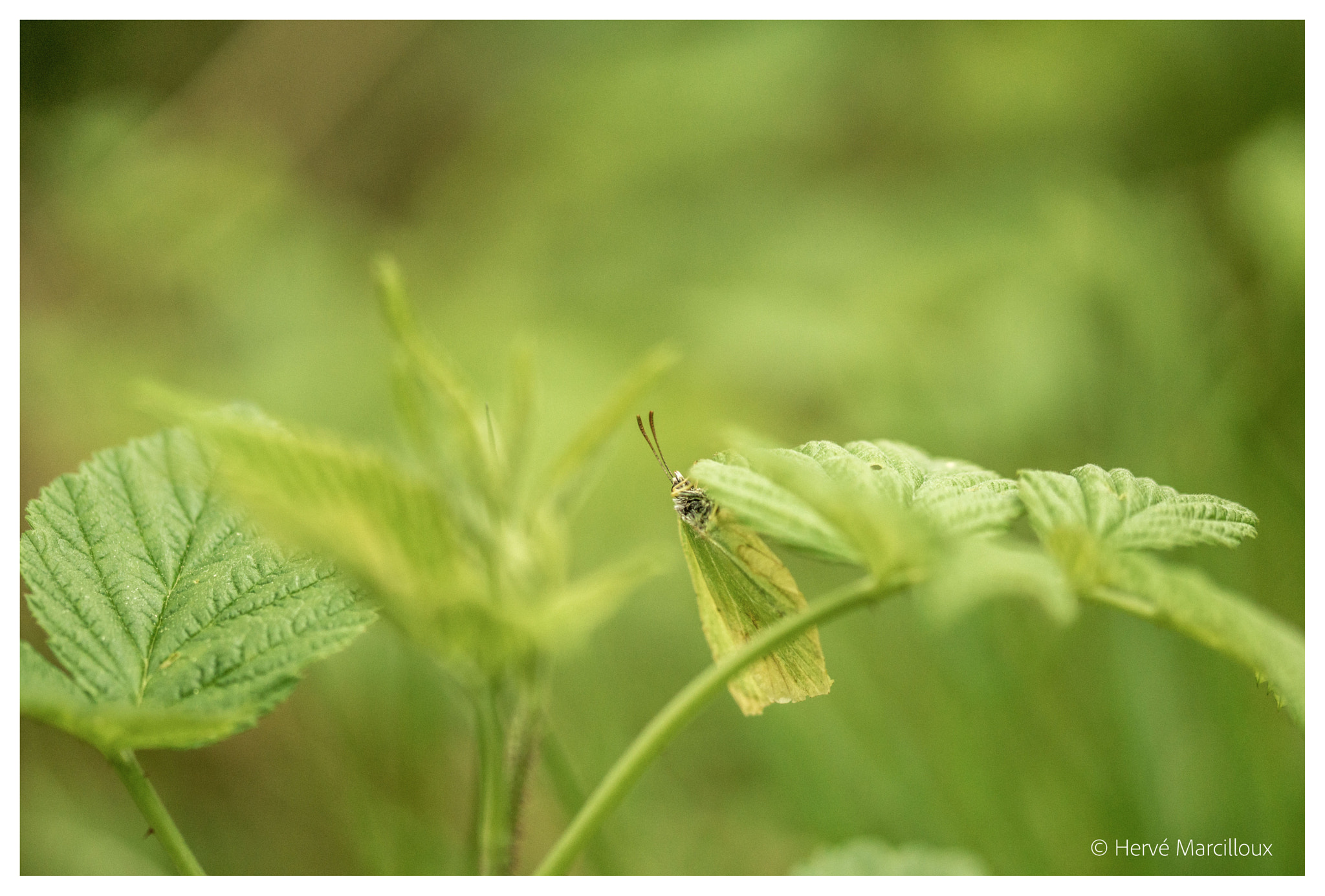 105mm F2.8 sample photo. Hide-and-seek game photography
