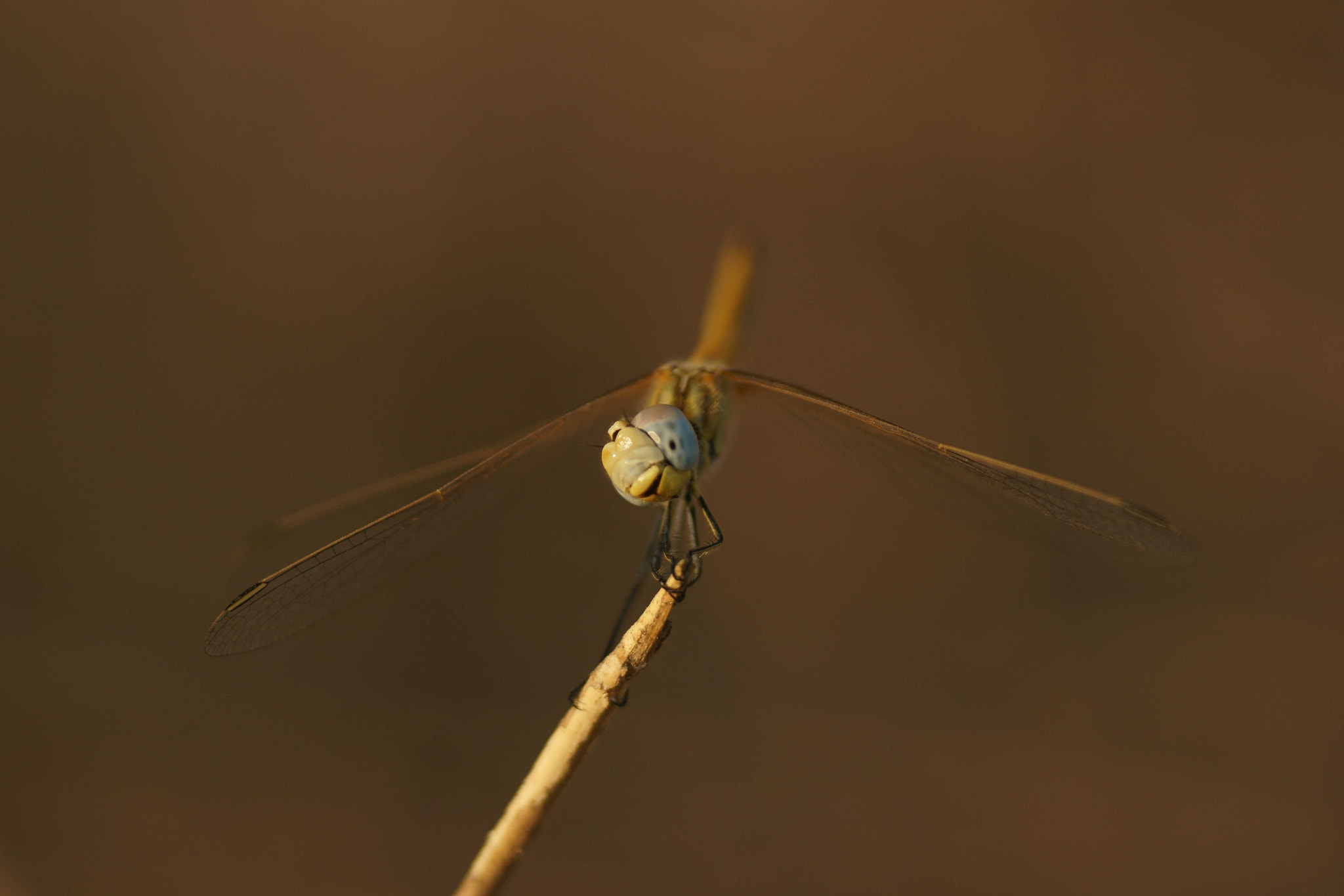 Sony a6000 + Tamron SP AF 90mm F2.8 Di Macro sample photo. Trithemis annulata photography