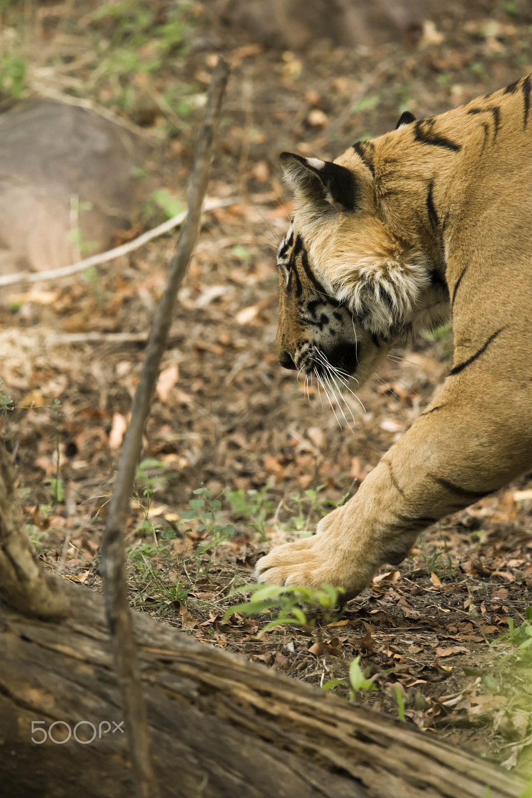 Canon EF 600mm F4L IS II USM sample photo. Ranthambore tiger photography