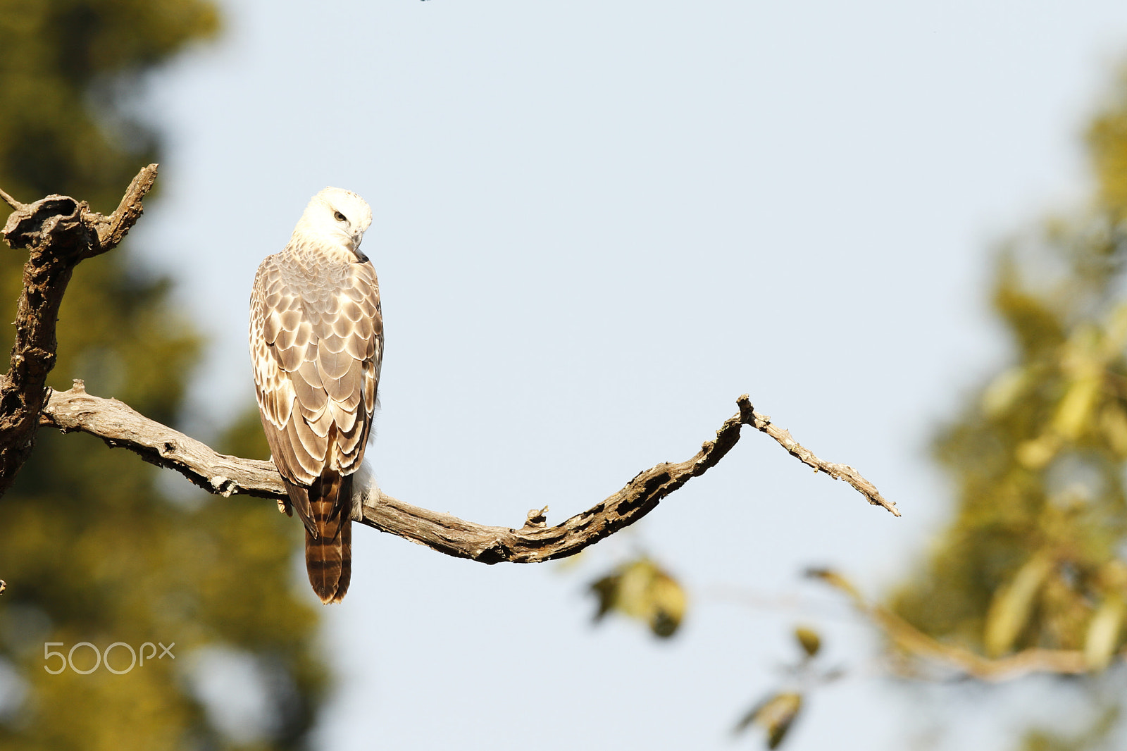 Canon EF 600mm F4L IS II USM sample photo. Corbett eagle photography