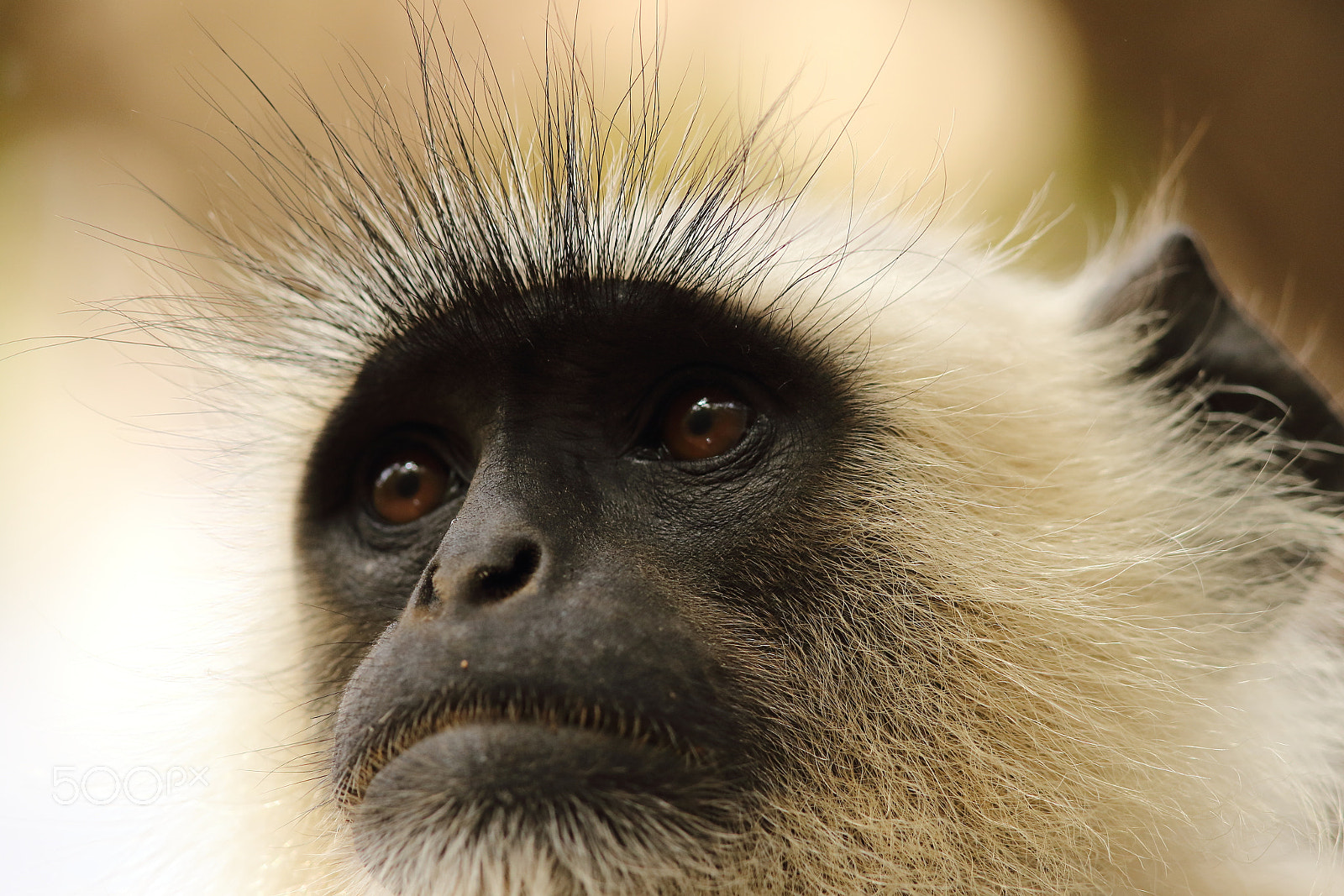 Canon EF 600mm F4L IS II USM sample photo. Langur close up photography