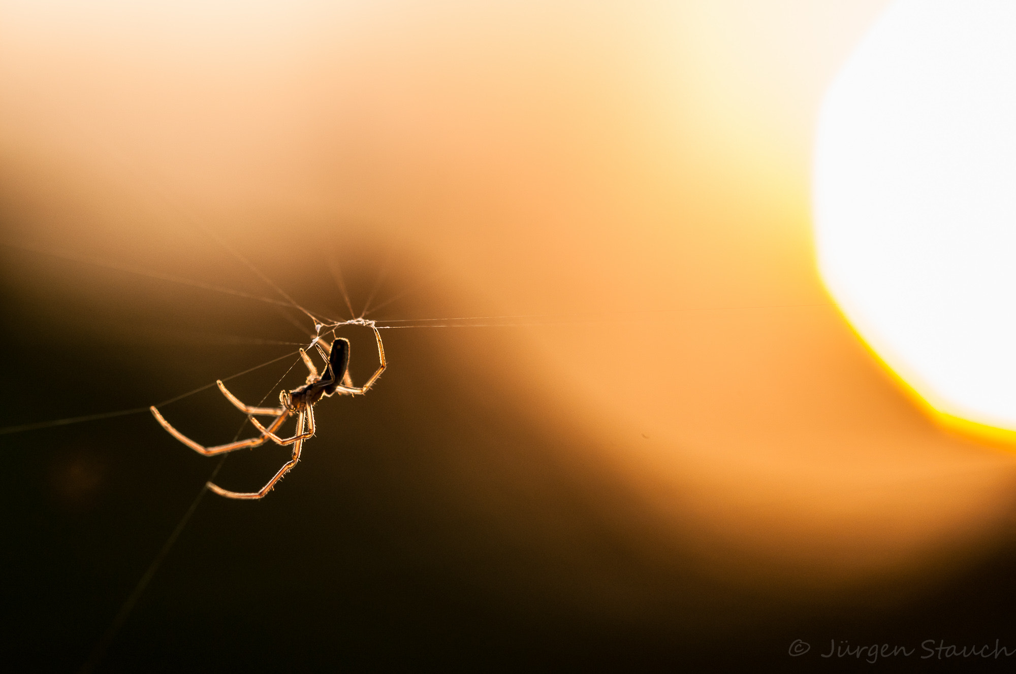 Nikon D300 + Sigma 105mm F2.8 EX DG OS HSM sample photo. Spinne in der abendsonne photography