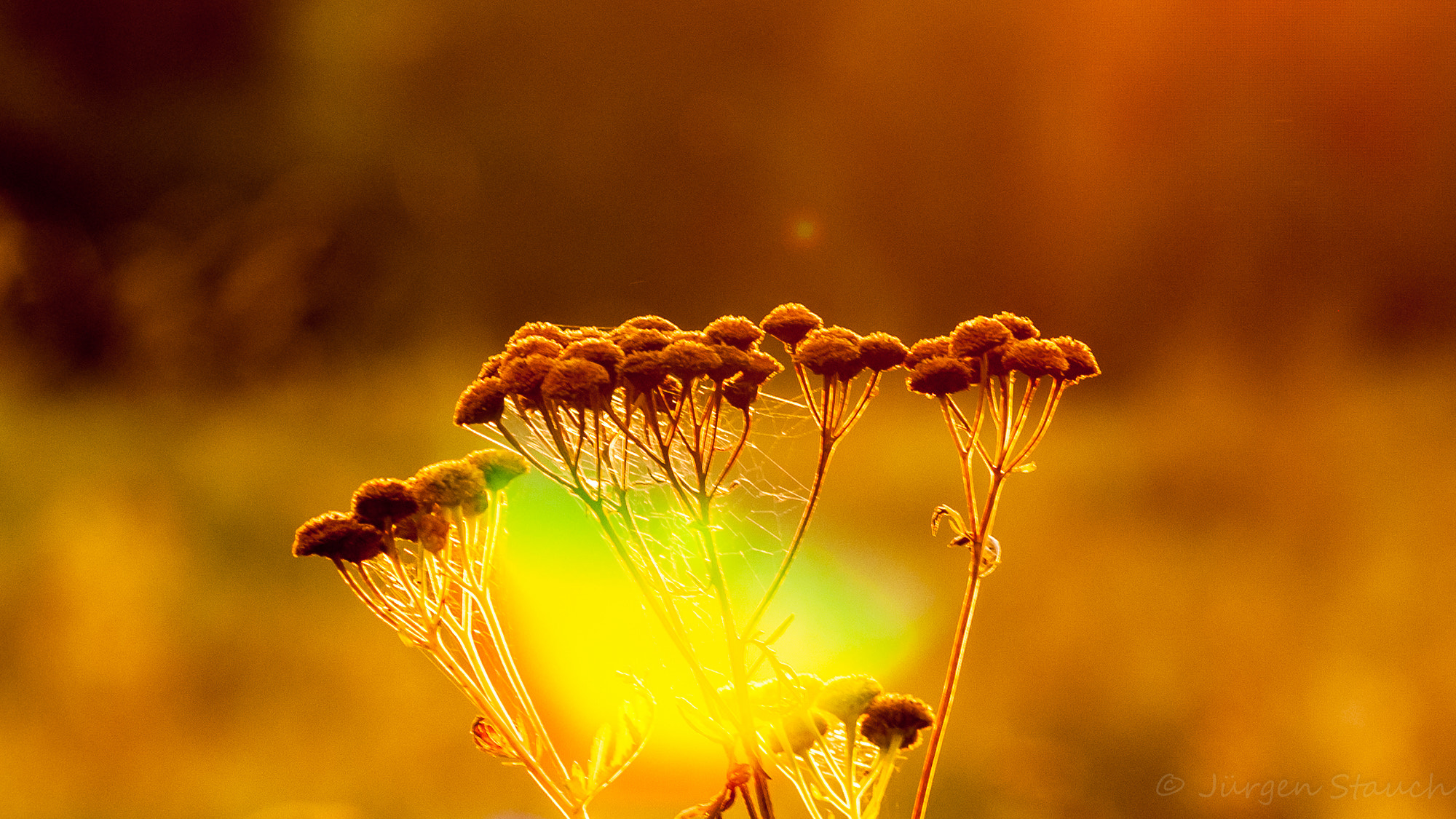 Sigma 105mm F2.8 EX DG OS HSM sample photo. Abendsonne photography