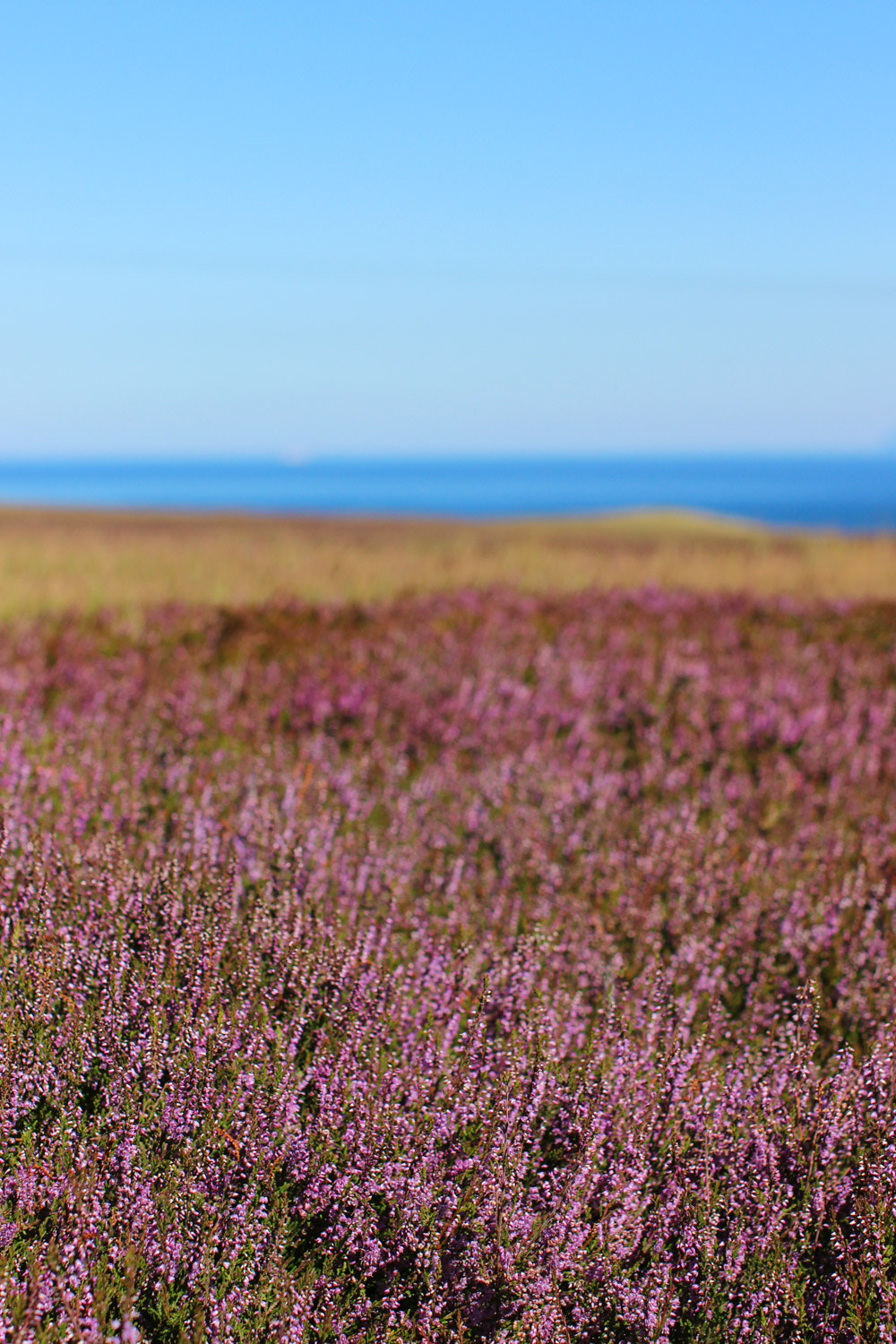 Canon EOS 600D (Rebel EOS T3i / EOS Kiss X5) + Canon EF 50mm F1.2L USM sample photo. Scottish heathland photography