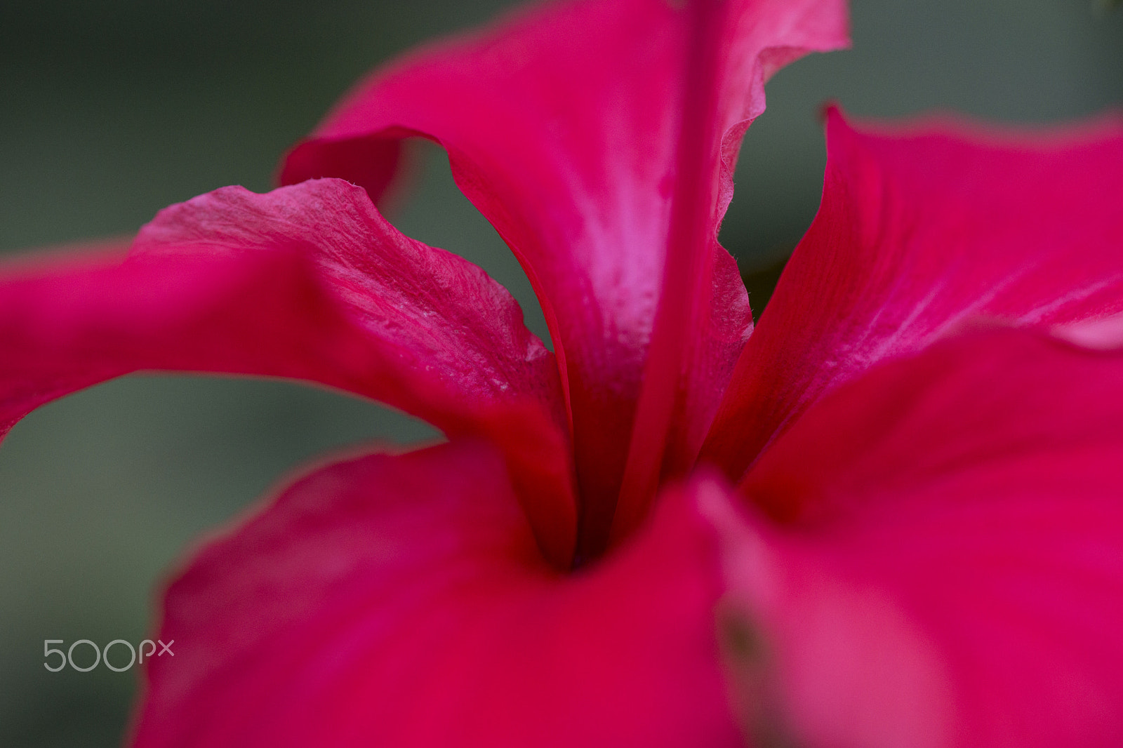 Sony a99 II + 150mm F2.8 sample photo. Hibiscus flower in hong kong park photography