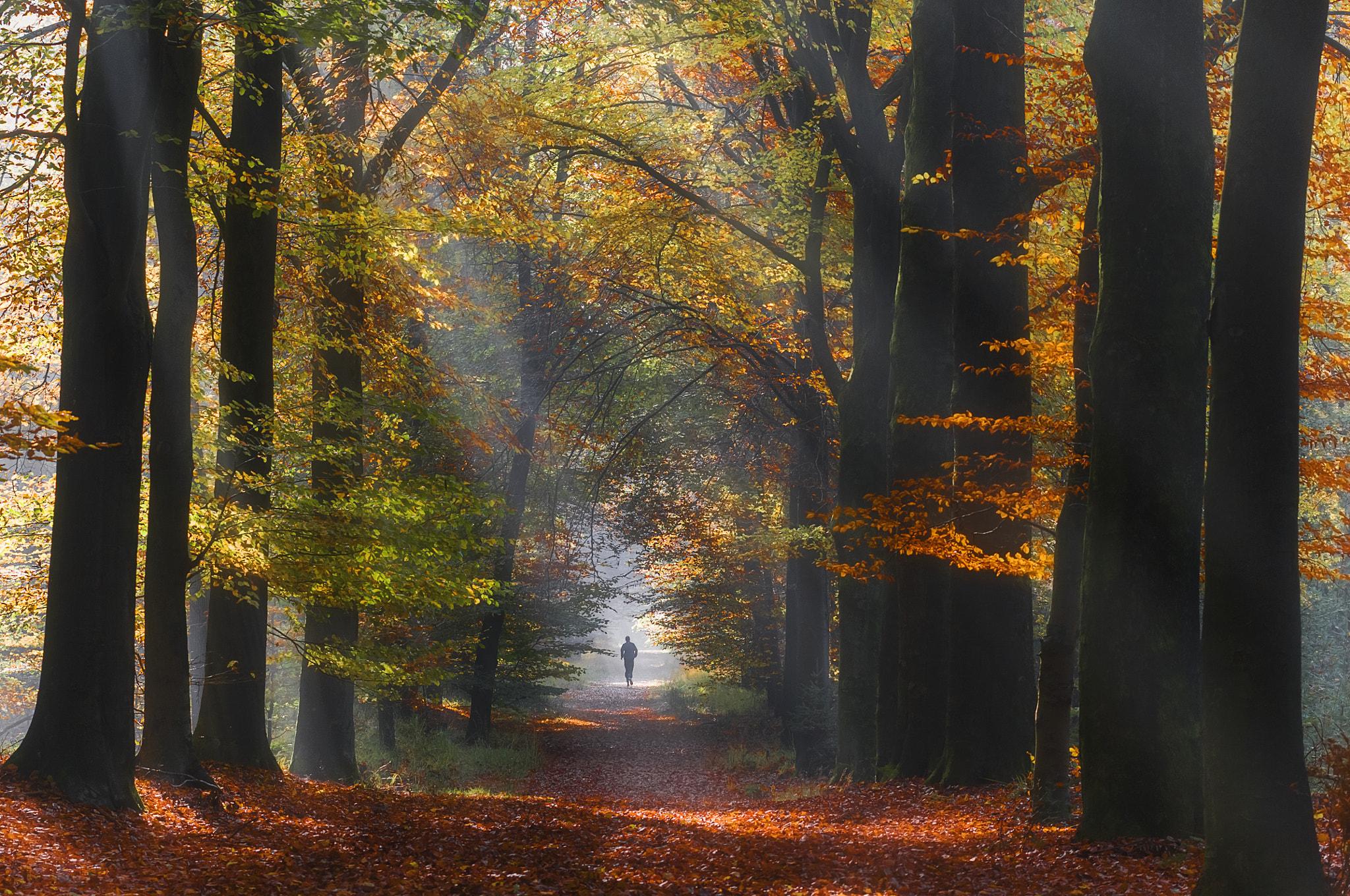 Nikon AF-Nikkor 80-200mm F2.8D ED sample photo. The colored season photography