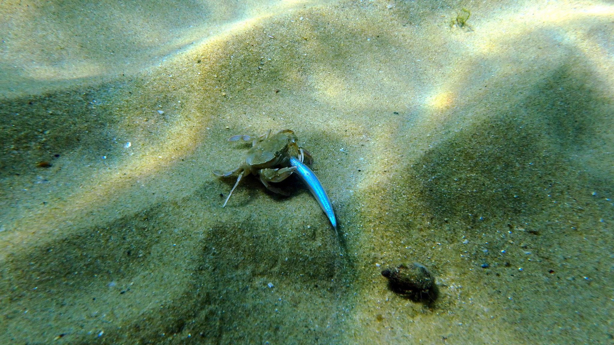 Olympus TG-860 sample photo. Crab dinner photography