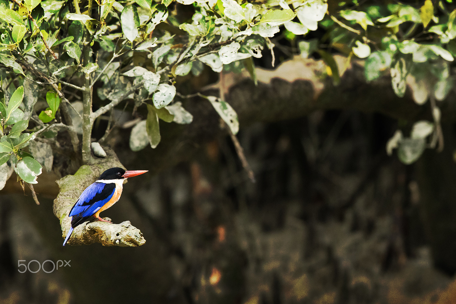 Canon EF 600mm F4L IS II USM sample photo. Sunderban blue collared kingfisher photography