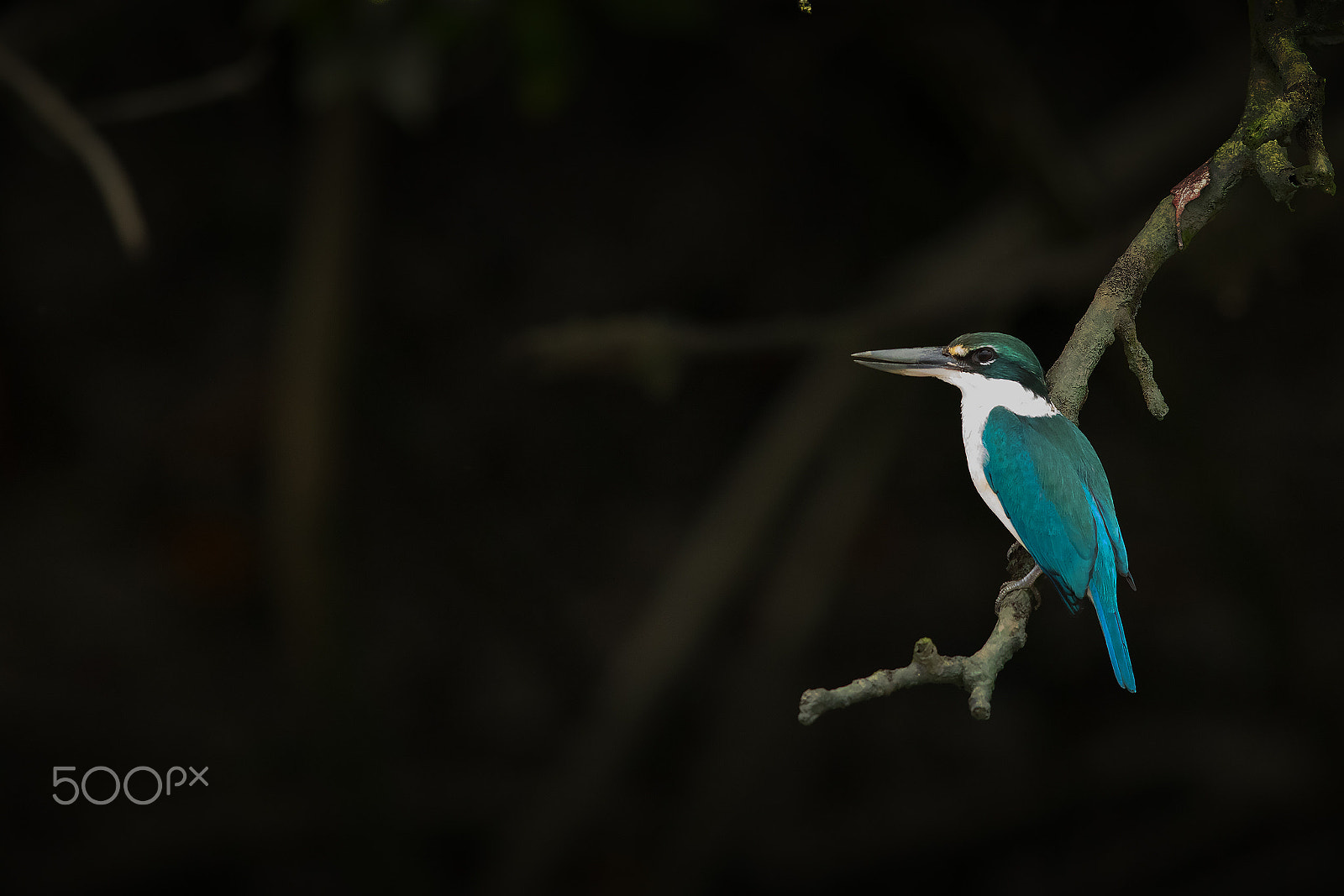 Canon EF 600mm F4L IS II USM sample photo. Sunderban white kingfisher photography