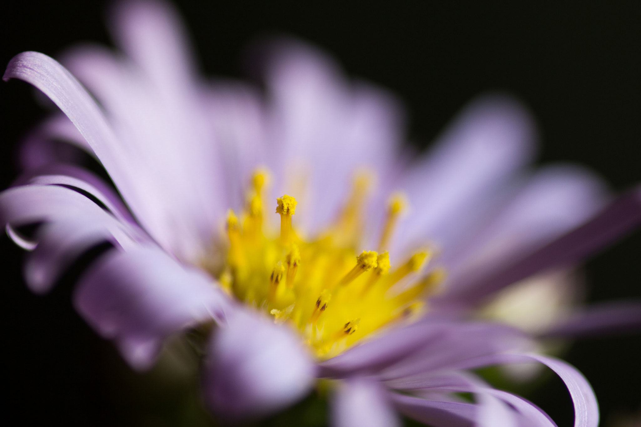 Canon EOS 60D + Sigma 105mm F2.8 EX DG Macro sample photo. Floating - flottante photography