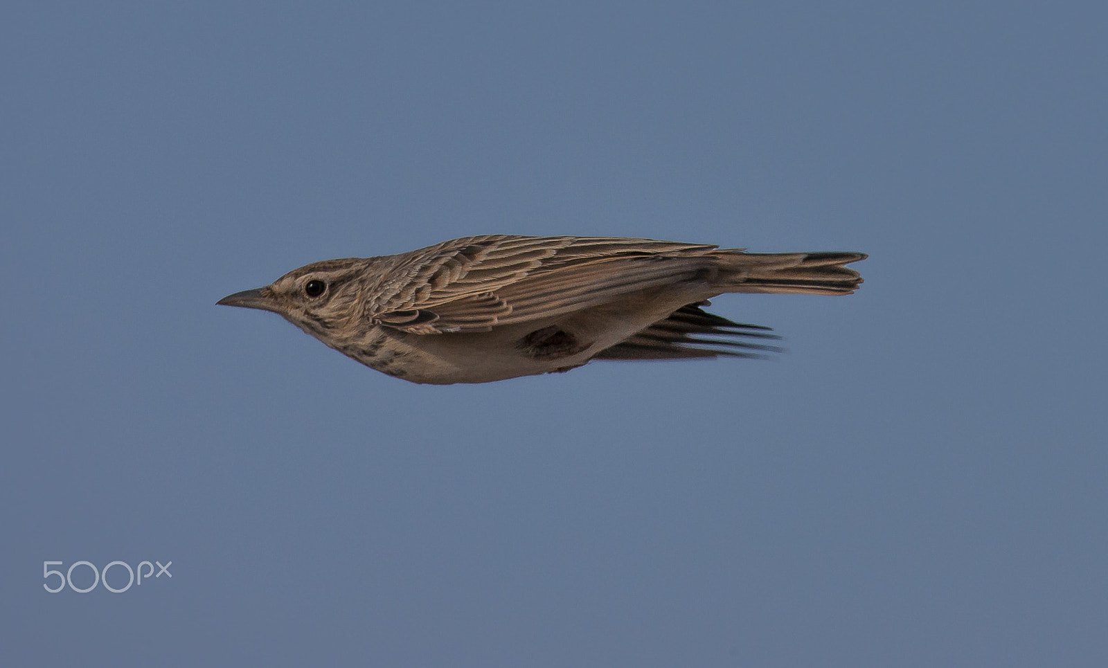 Canon EOS-1Ds Mark III sample photo. I want to fly photography