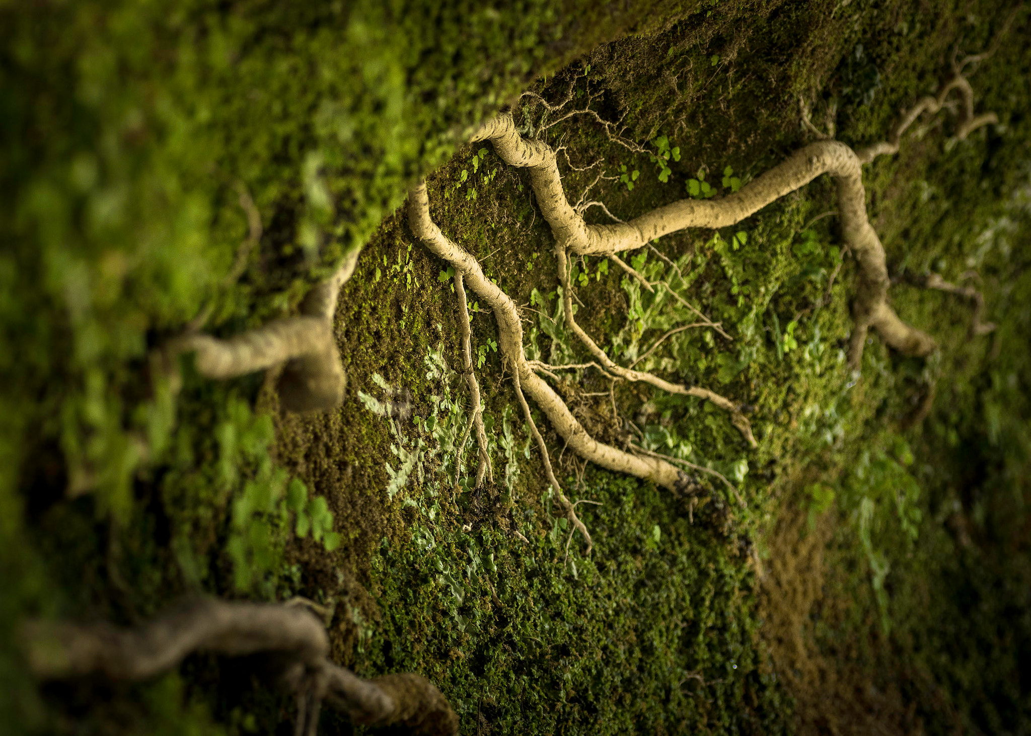 Canon EOS 7D Mark II + Tamron SP AF 90mm F2.8 Di Macro sample photo. Les veines de la terre photography
