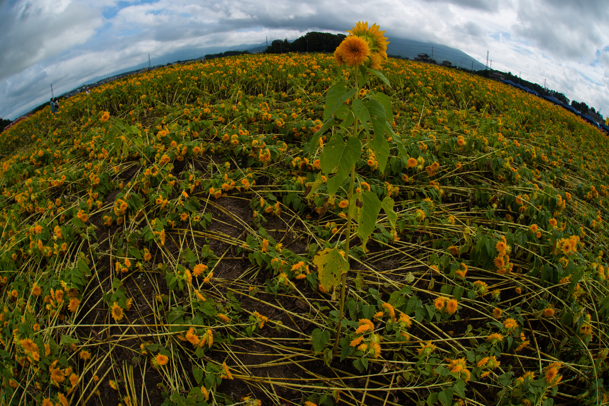 Nikon D800E + Sigma 15mm F2.8 EX DG Diagonal Fisheye sample photo. Stand on top of the dead photography